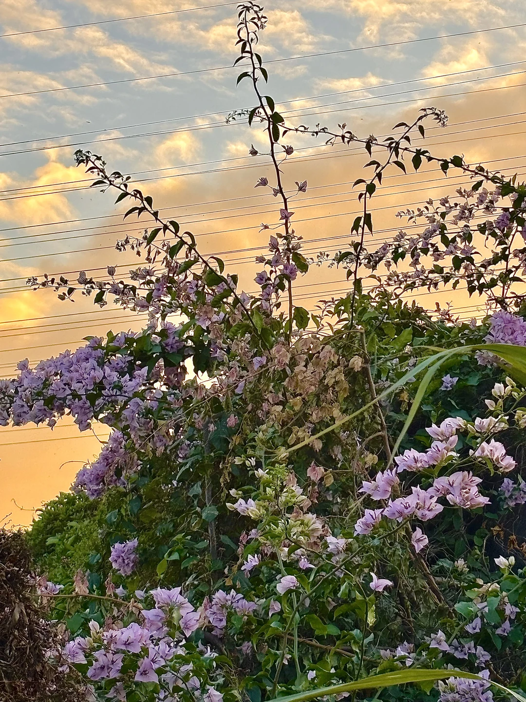 自由的风🏞️🌳🍃