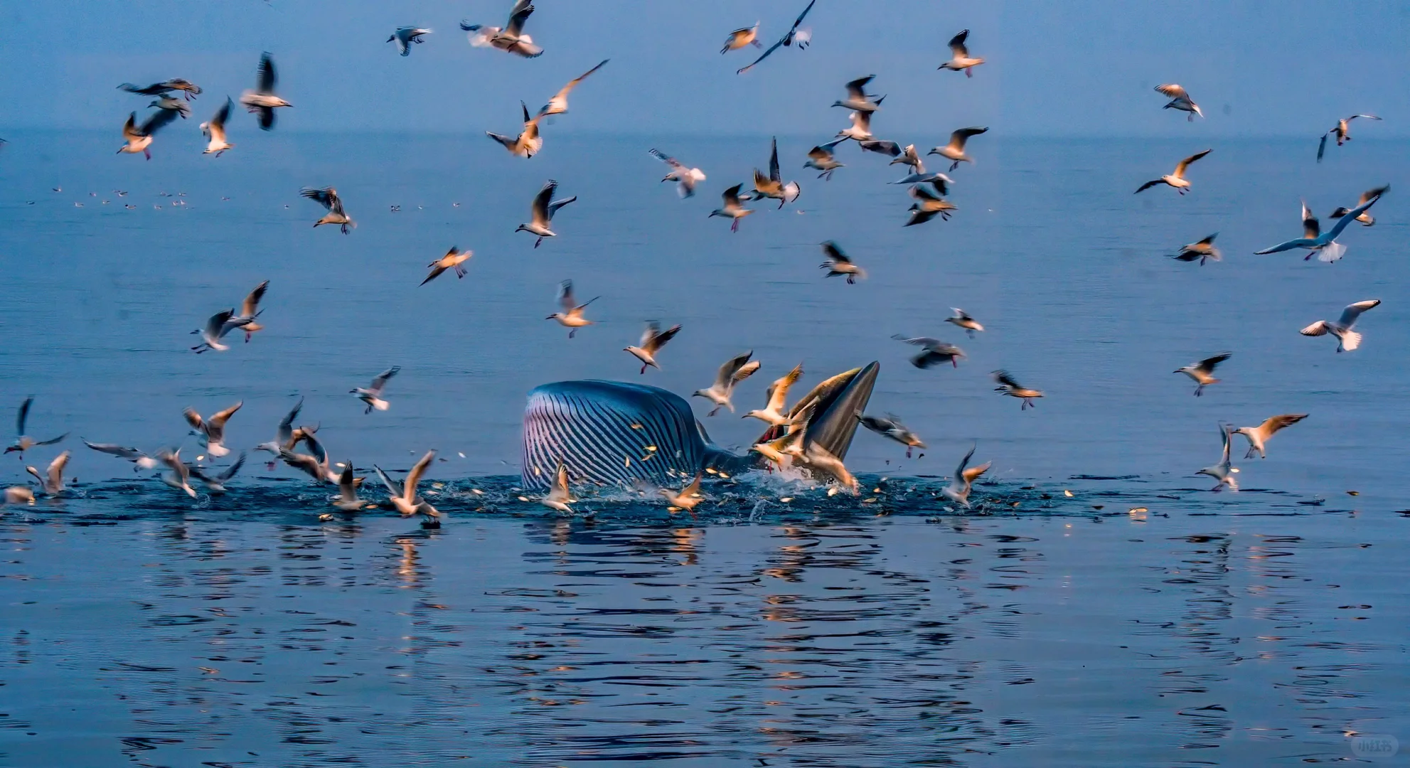 涠洲岛冬季与鲸鱼相约