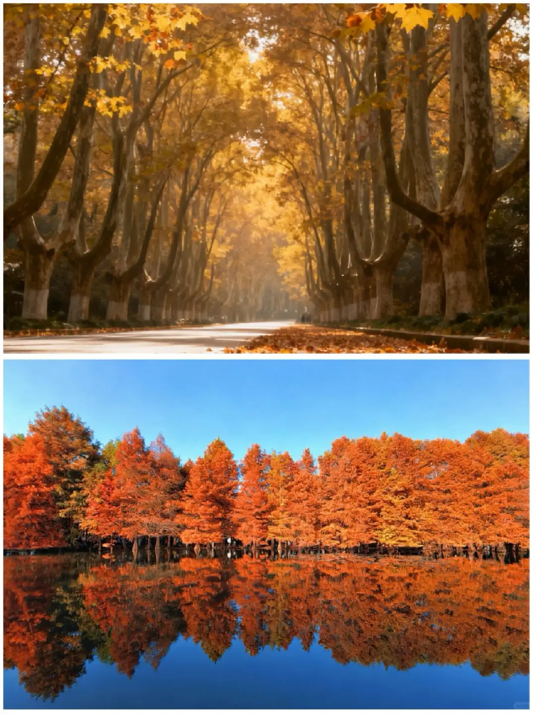 南京秋日封神路线🔥燕雀湖+梧桐大道+美龄宫