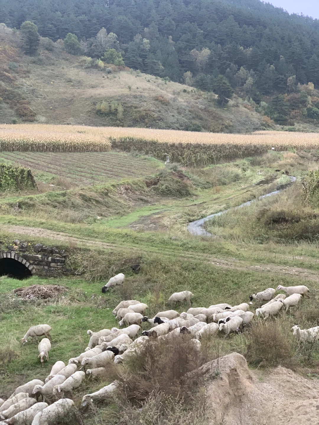 避开人潮！山西 “小阿勒泰” 人少景美🌲