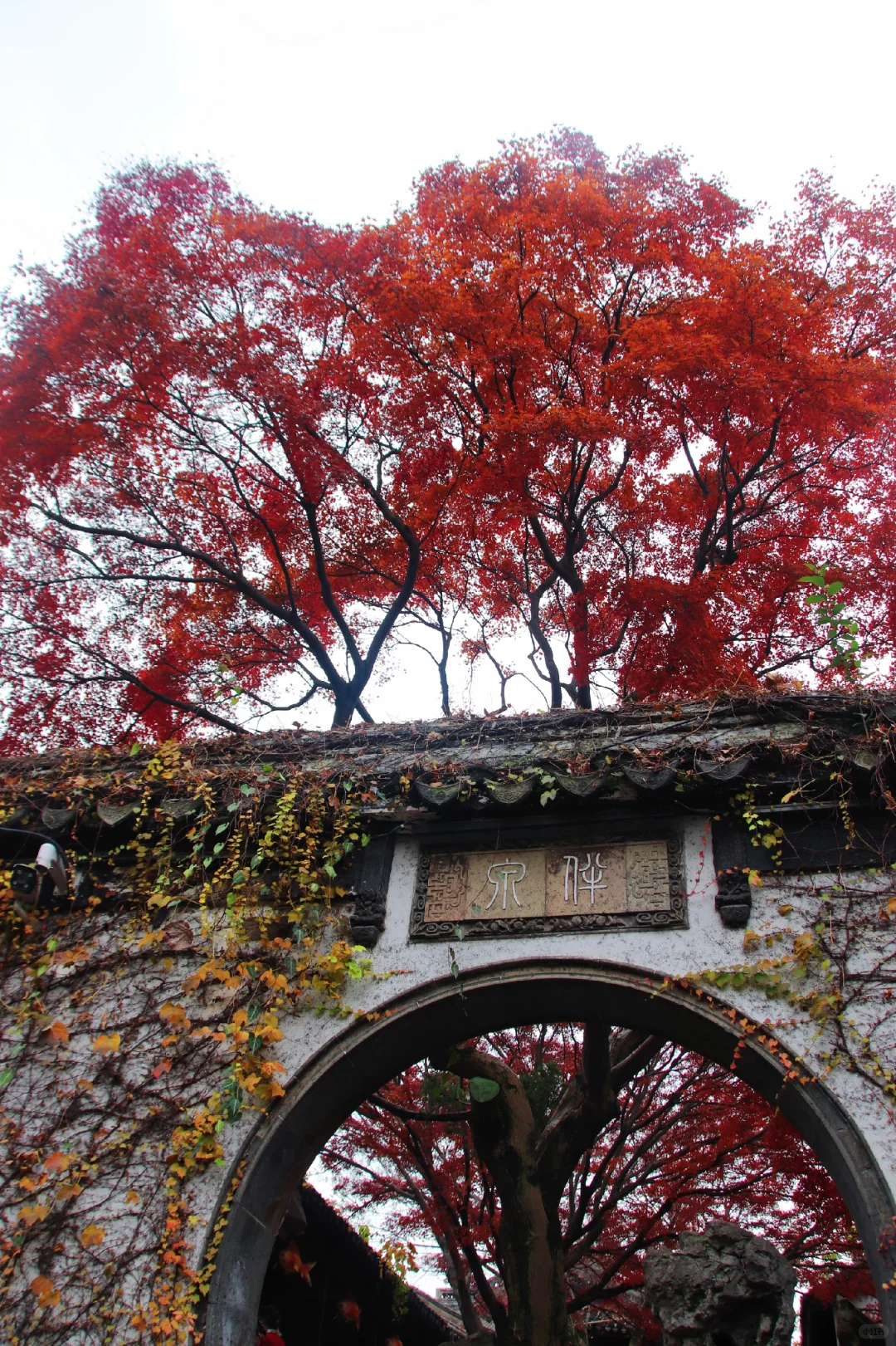 这个季节的惠山古镇,谁来了都要驻足欣赏