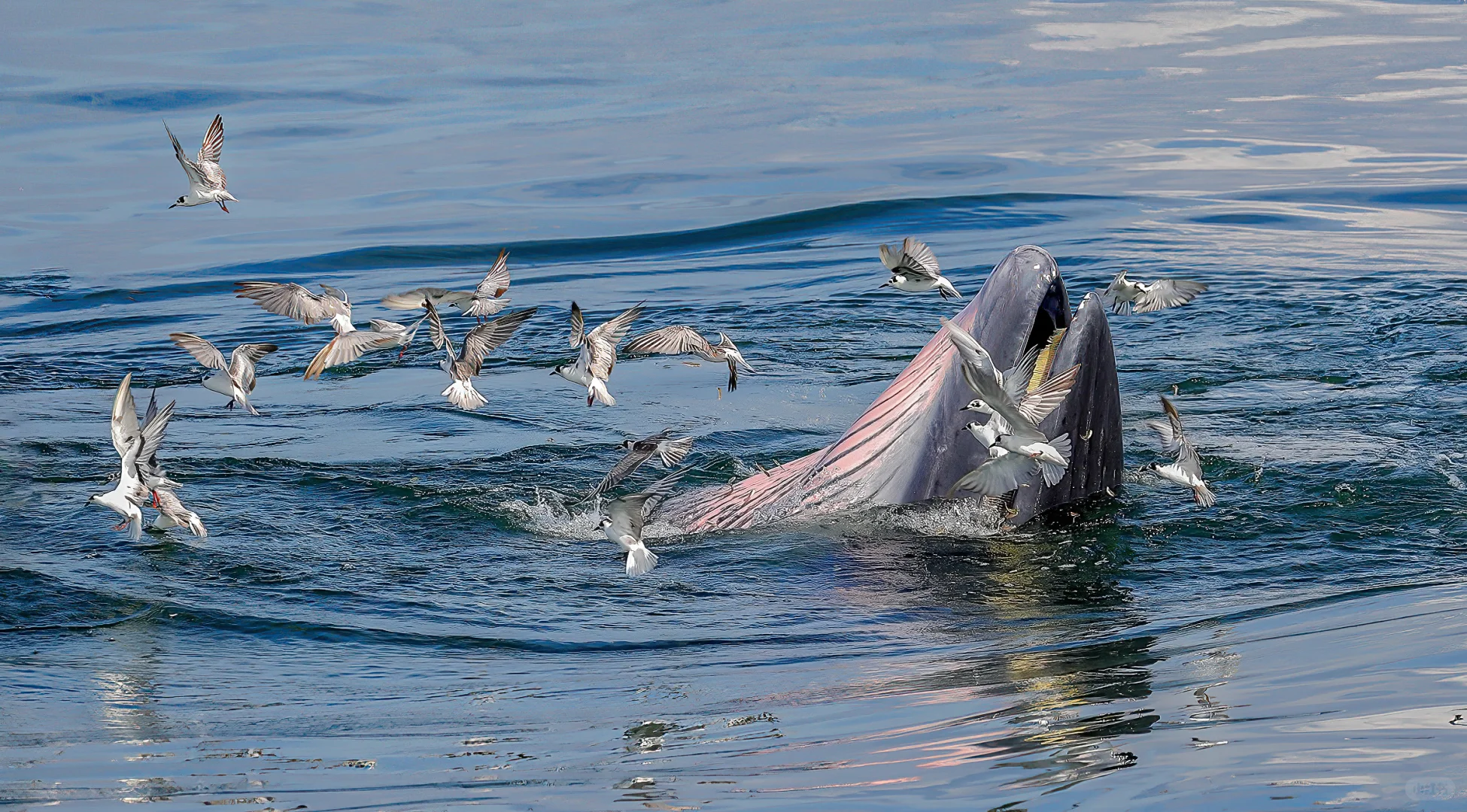 涠洲岛冬季与鲸鱼相约