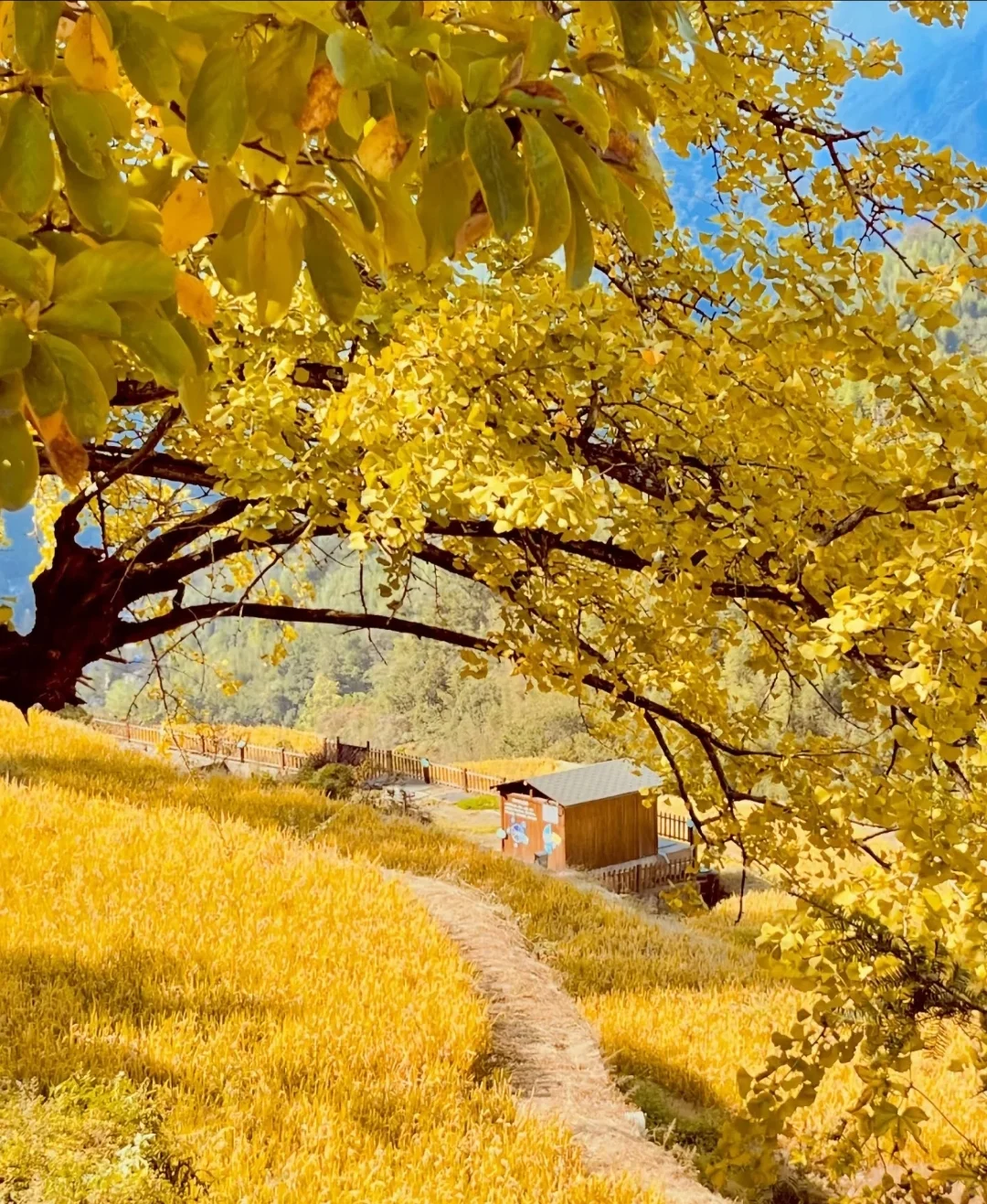 我私藏最美9条江浙沪赏秋路线🍂没有平替