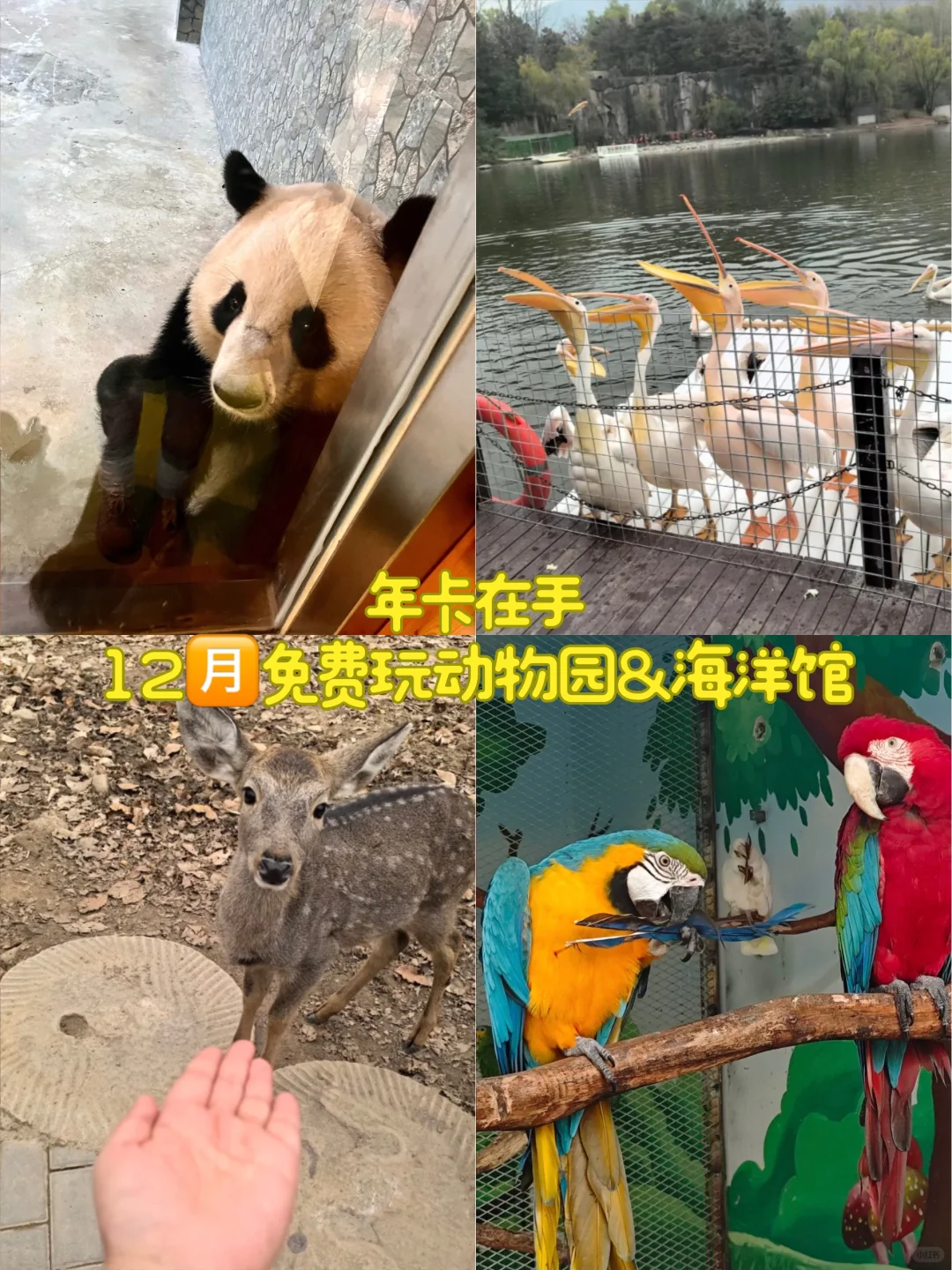 🔥秦旅游亲子卡,12月免费玩海洋馆动物园