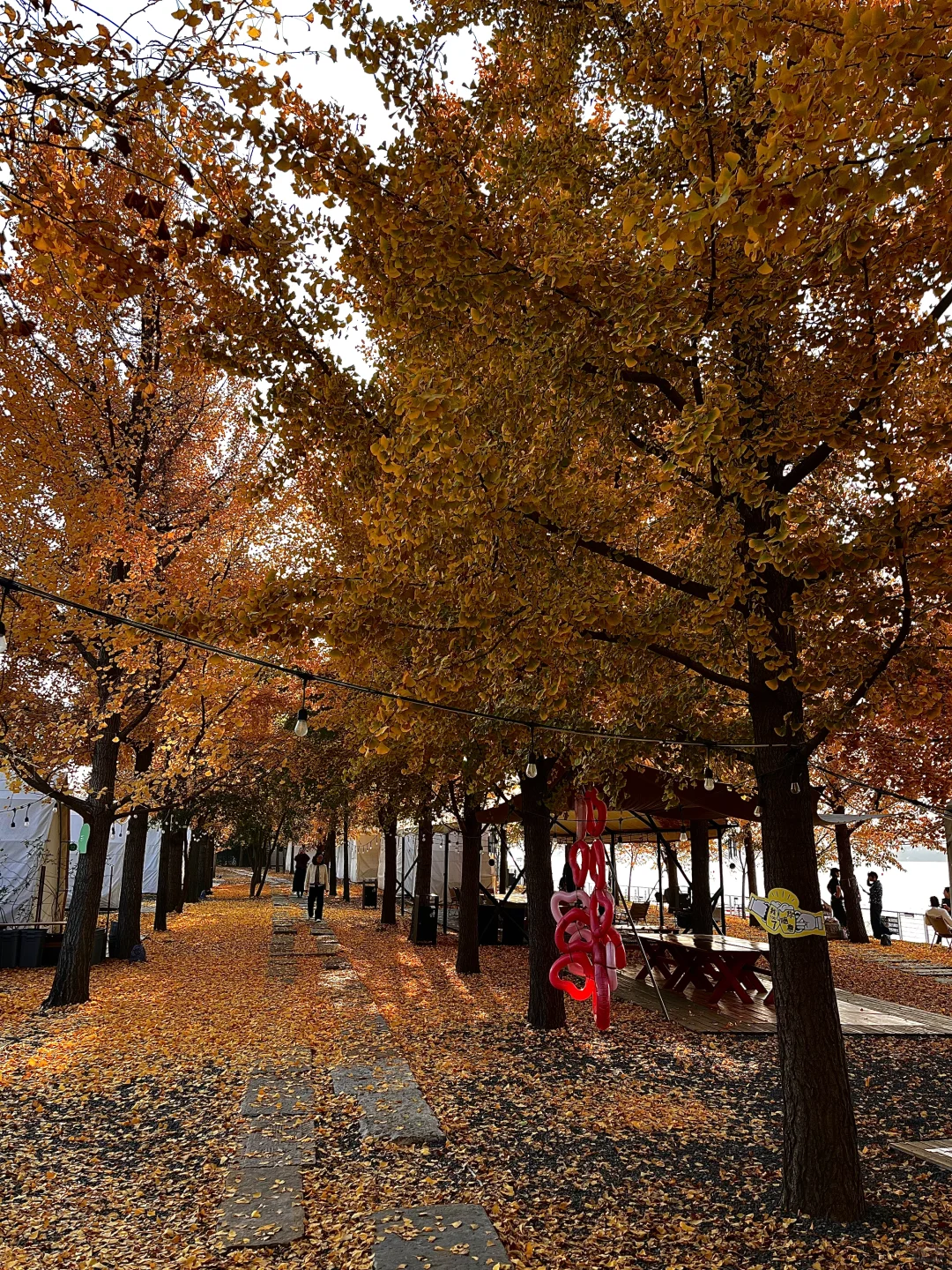 11.12实况|临沂的秋天已经美到next level了