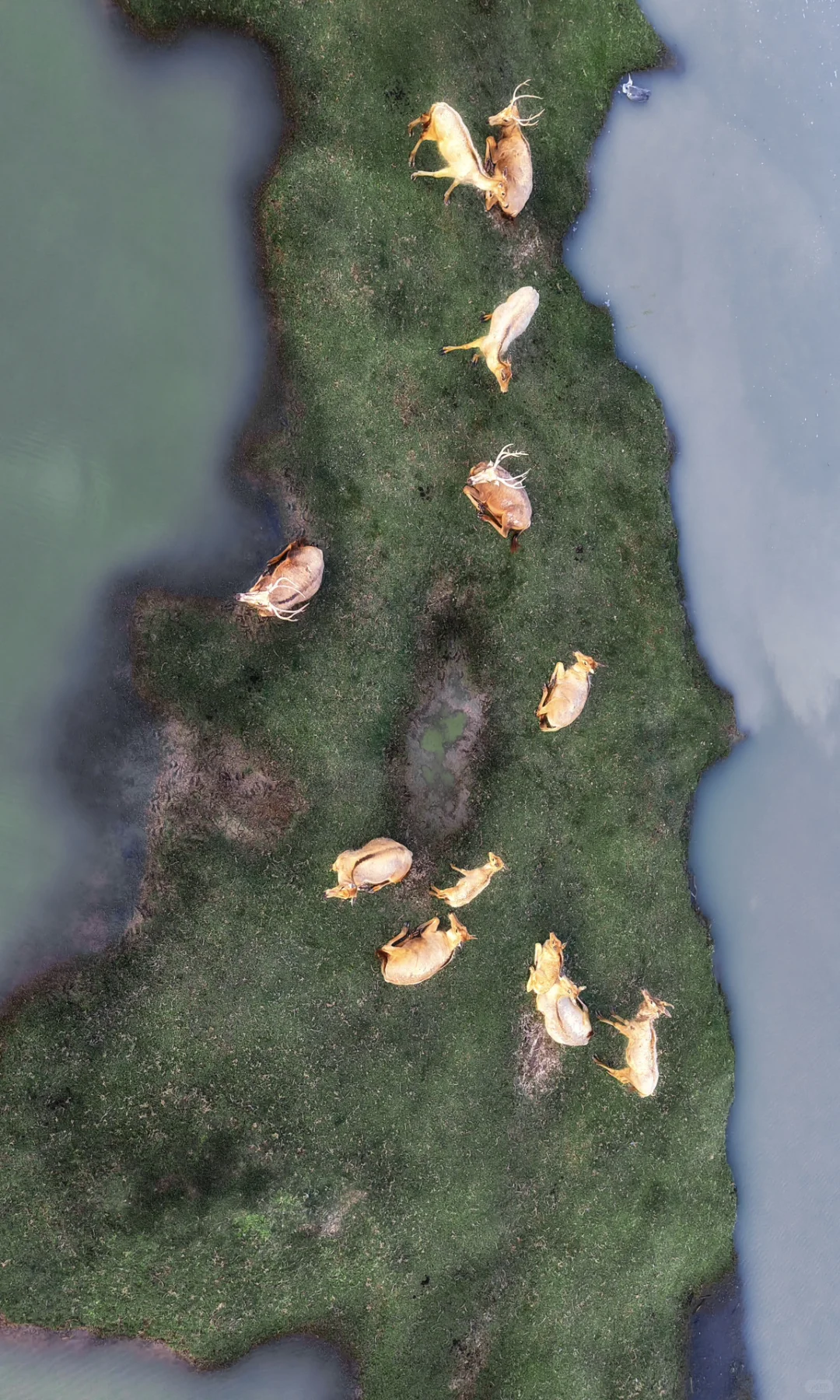 周末去了趟盐城，朋友都以为去了肯尼亚