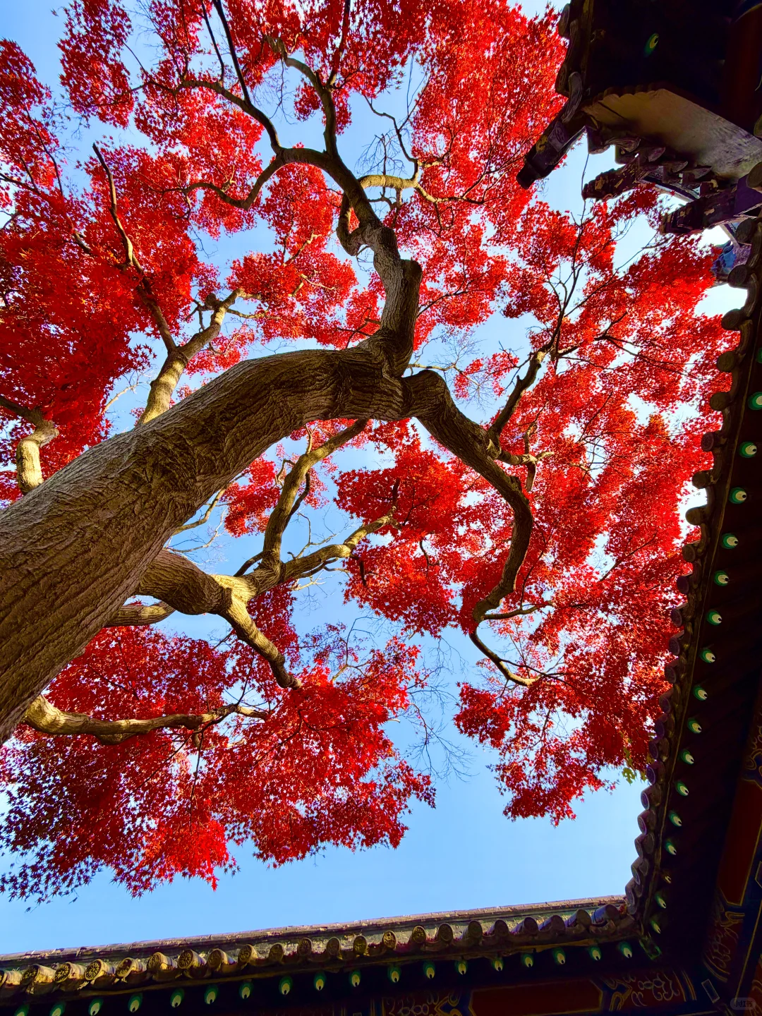 迄今为止,我最喜欢的赏秋小城出现了!美哭😭