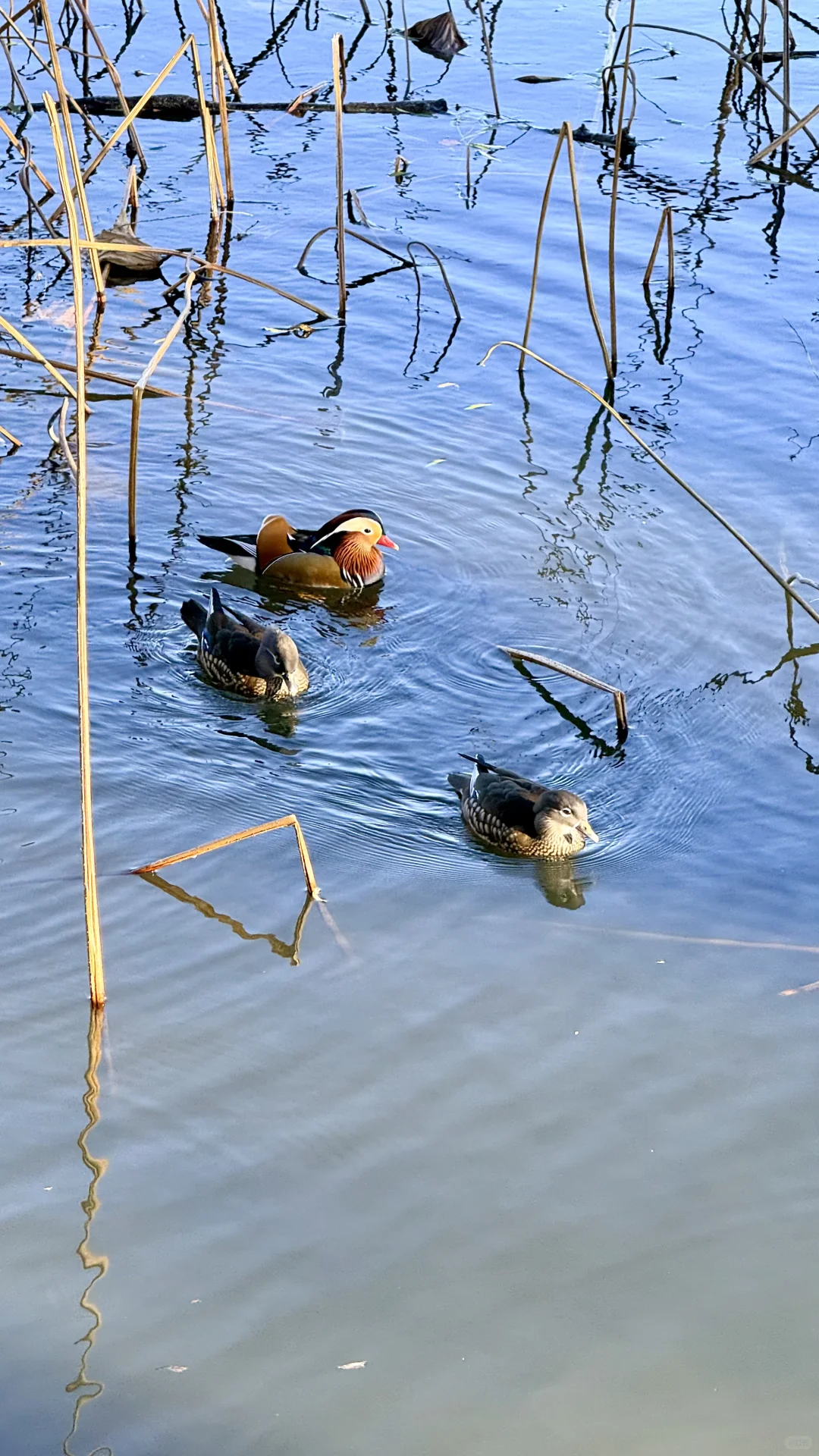 11.16的颐和园！美绝了