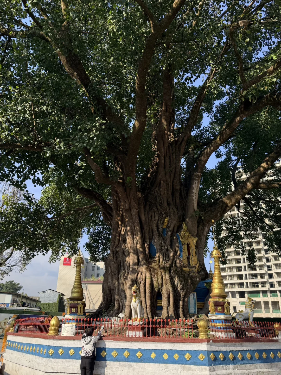 一天半芒市游玩体验～