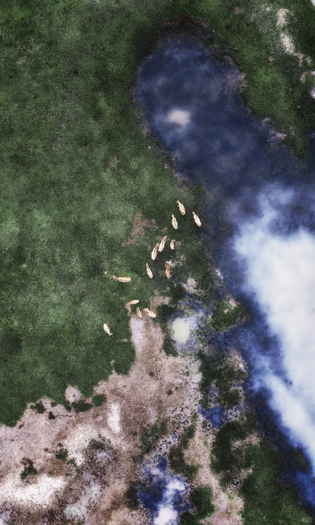 周末去了趟盐城，朋友都以为去了肯尼亚