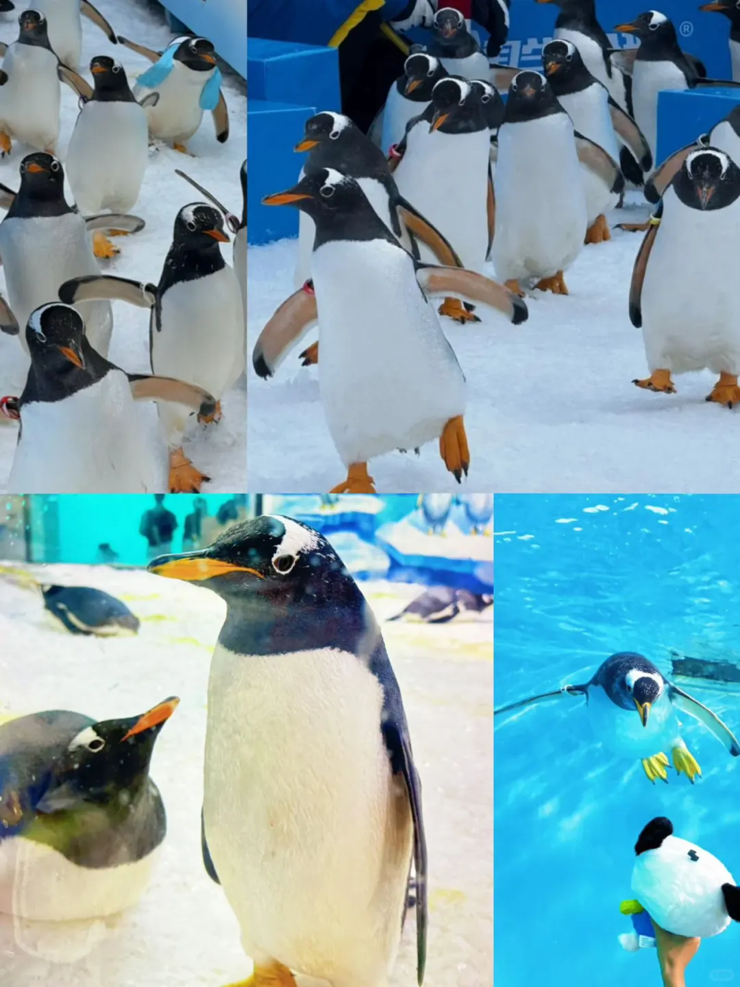 🐧哈尔滨极地公园顶流合集！一天玩够核心亮