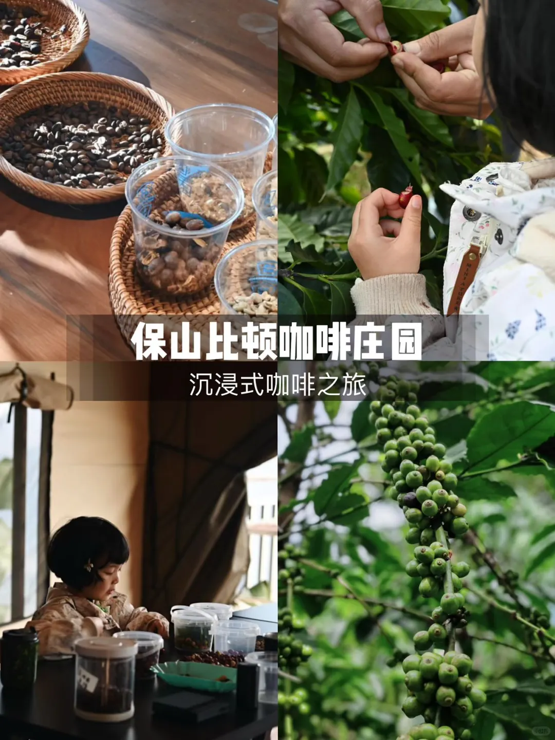 12.4—12.8 五天四晚腾冲—芒市捡人