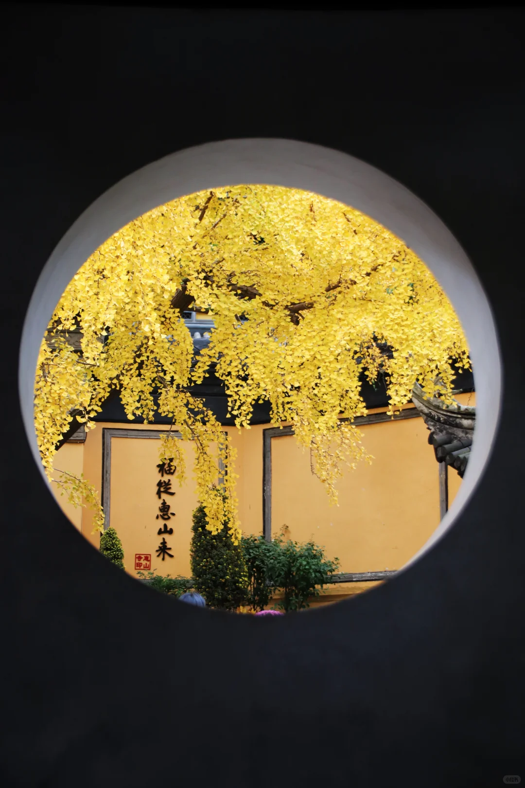 这个季节的惠山古镇,谁来了都要驻足欣赏