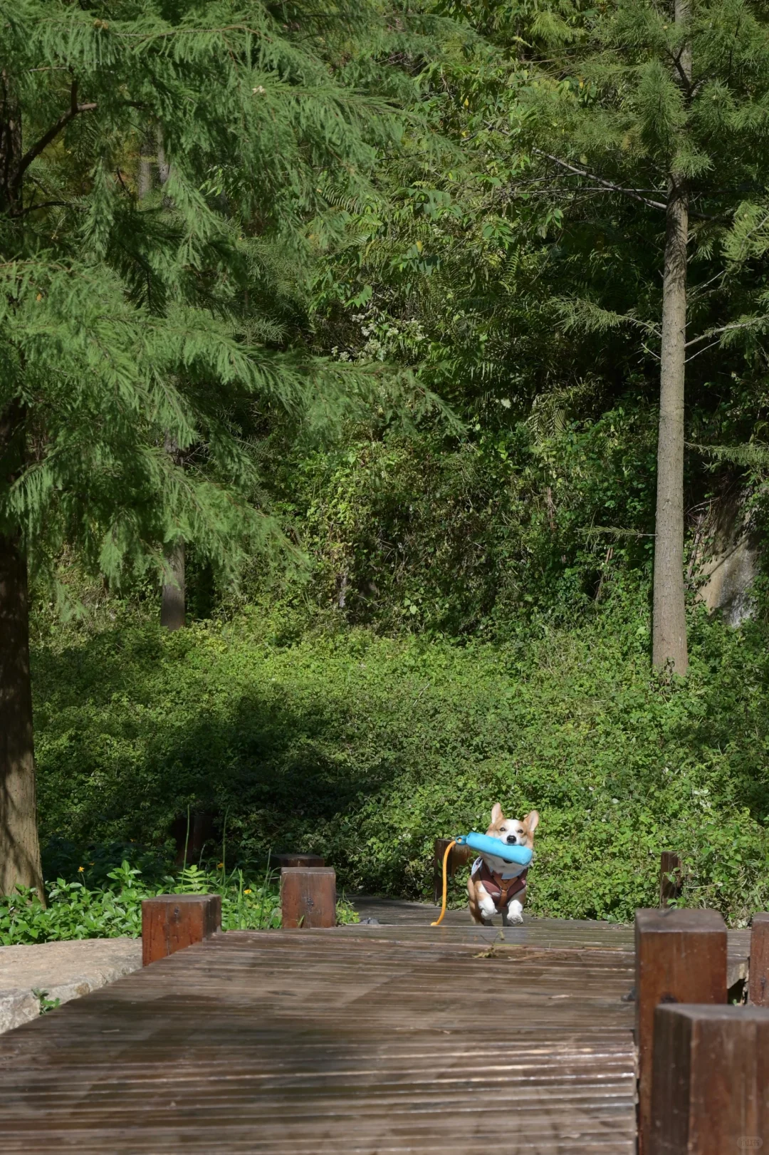 广州从化｜天人山水｜周末遛狗