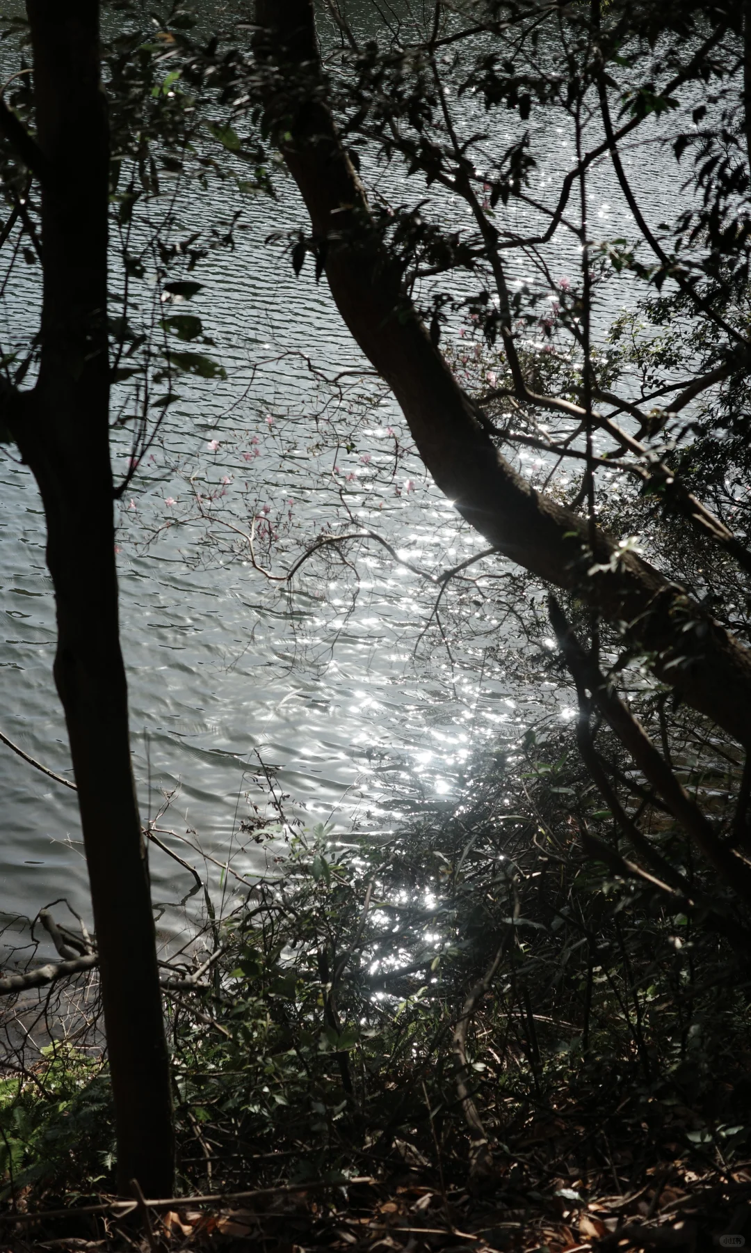 东钱湖福泉山大环线 去晚了