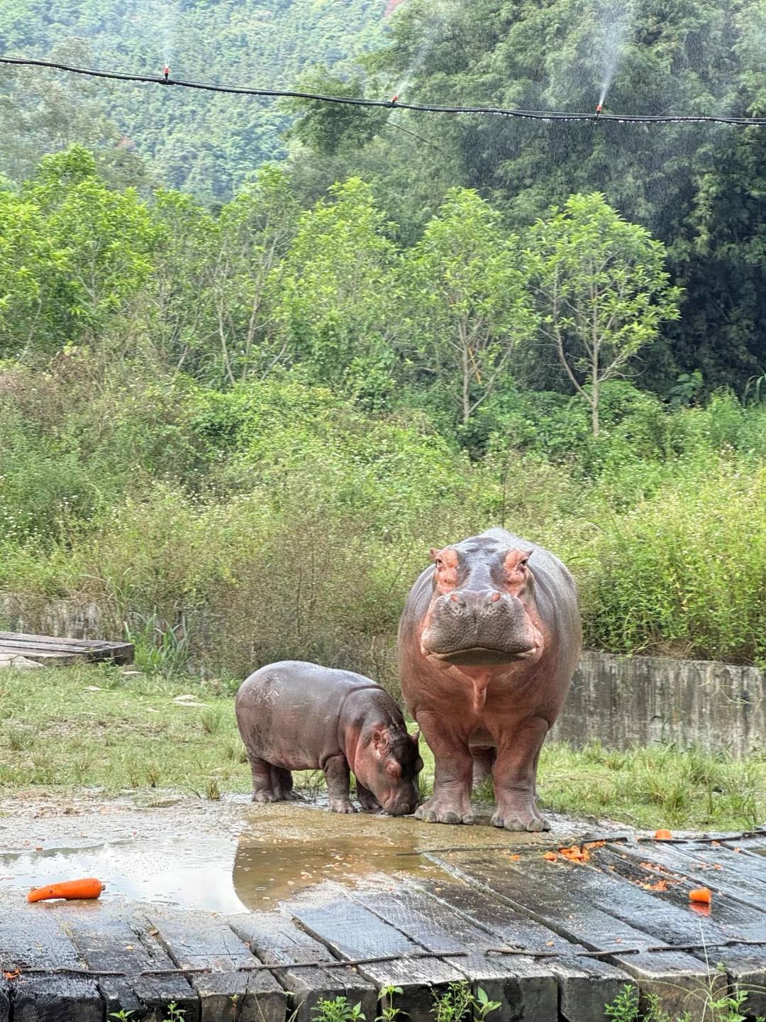 金秋特惠遛娃选清远长隆！火热抢订🔥
