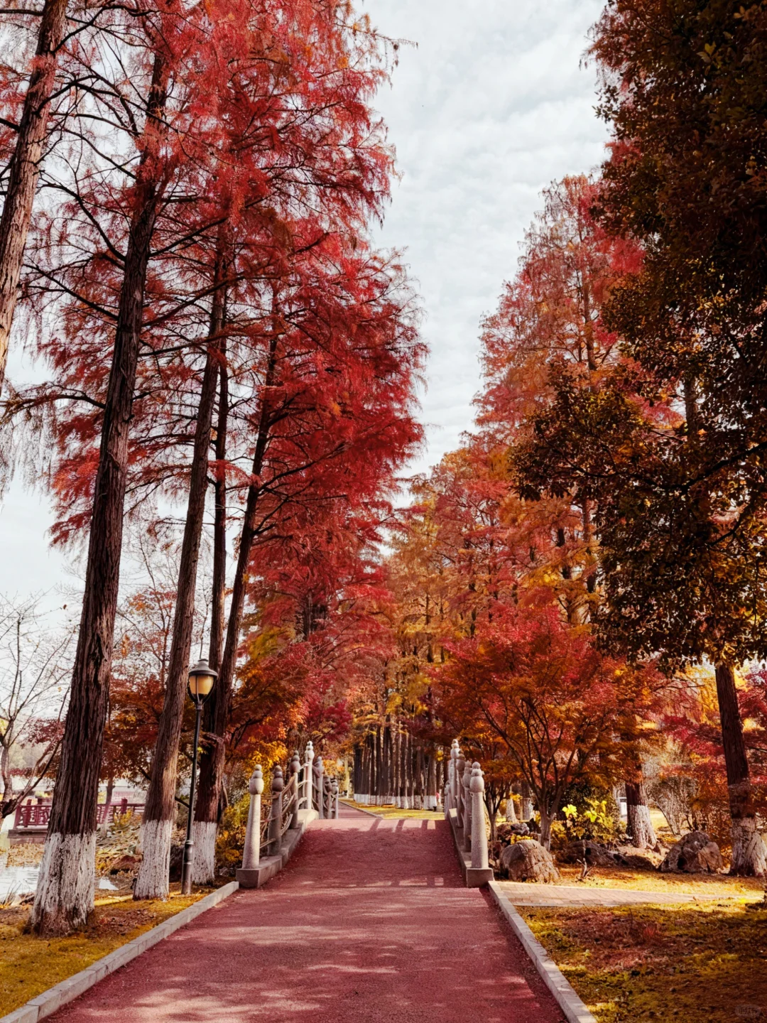 武汉这里的2000棵枫树已红，免费地铁直达