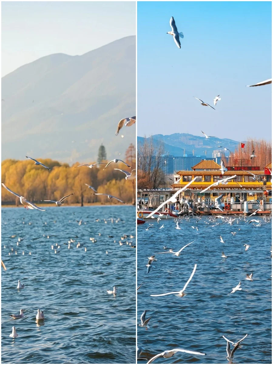 💰68玩转大理7大景点❗送丽江旅拍体验❗