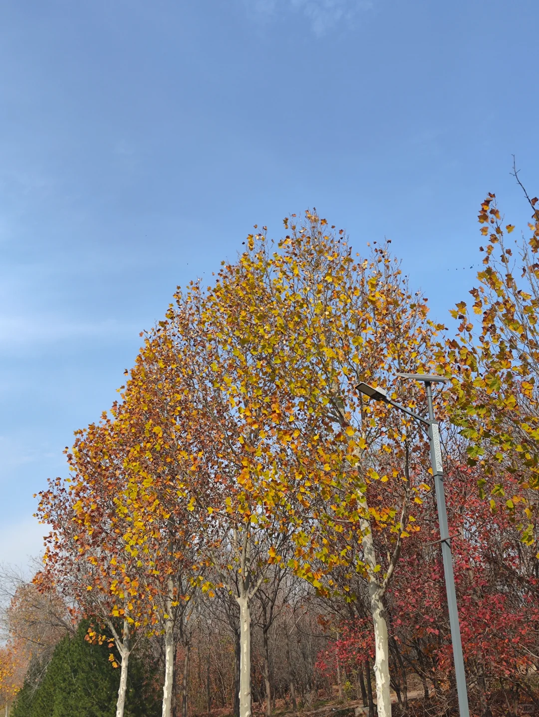 复兴区紫山公园一日游