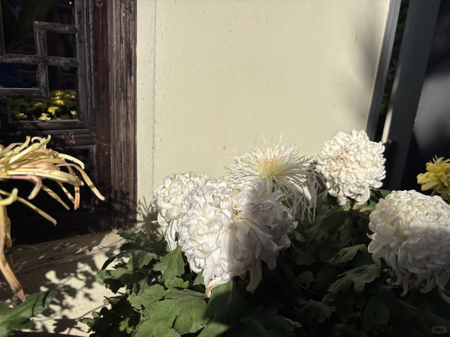 来惠山古镇寻秋