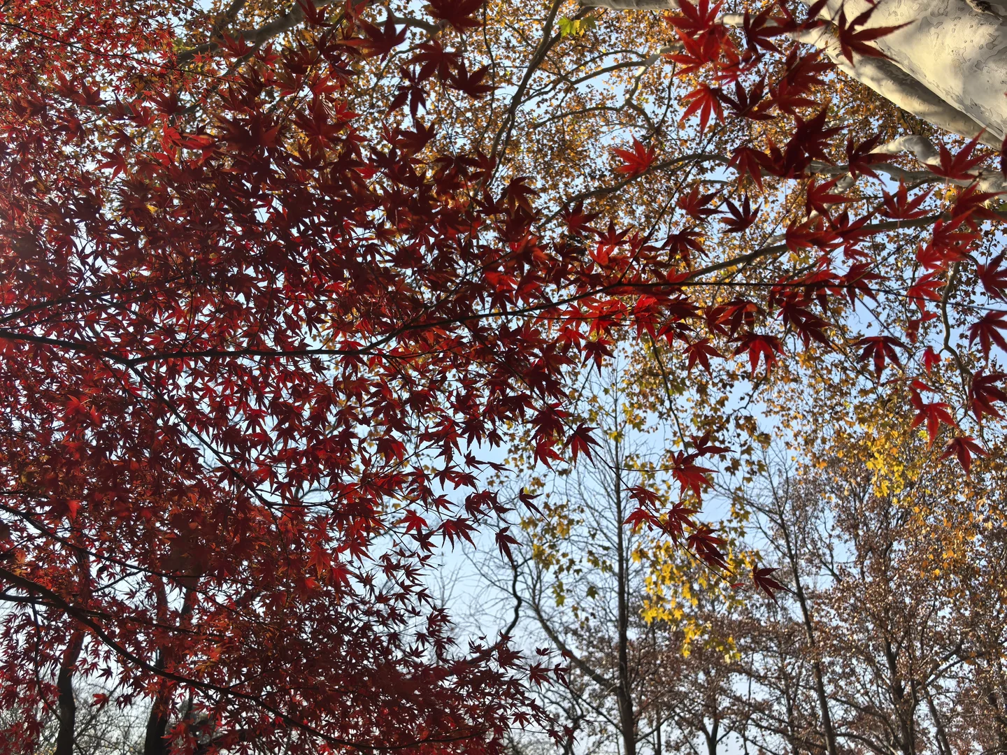 ✌️八小时暴走南京的秋游精华攻略🍁