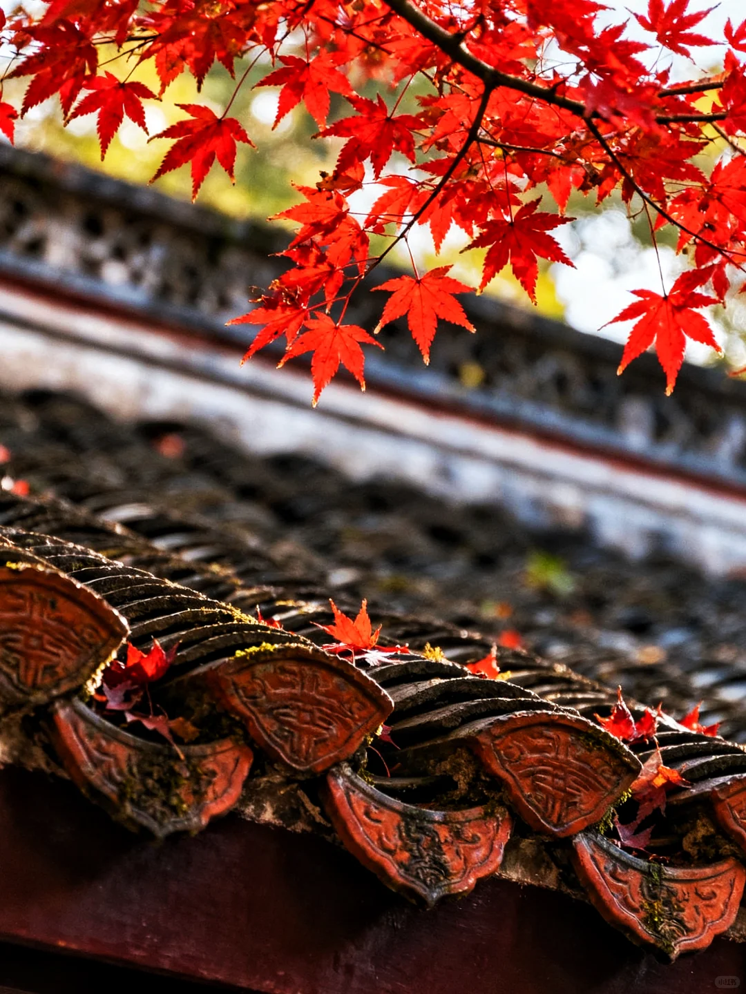 岳麓山的枫,是把杜牧的诗烧着了啊