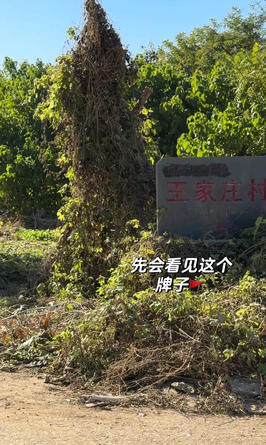 石家庄龙泉湖捡木瓜｜赏秋｜看我一篇就够啦