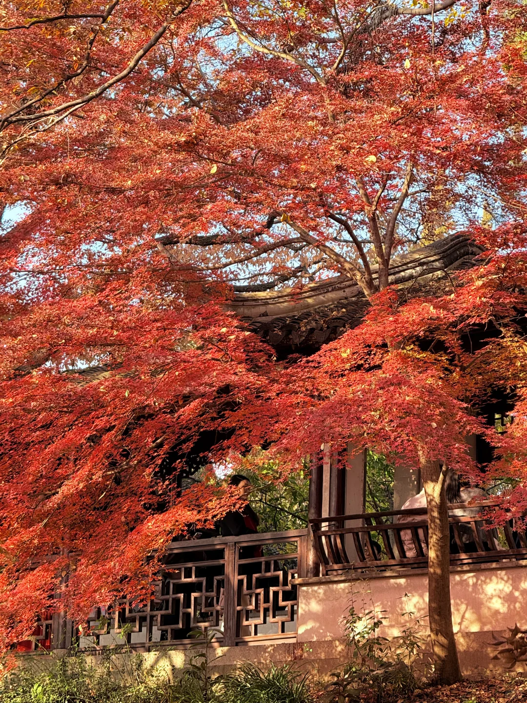 12.6实拍live🍁苏州虎丘红枫杀疯了!!!!!!!!