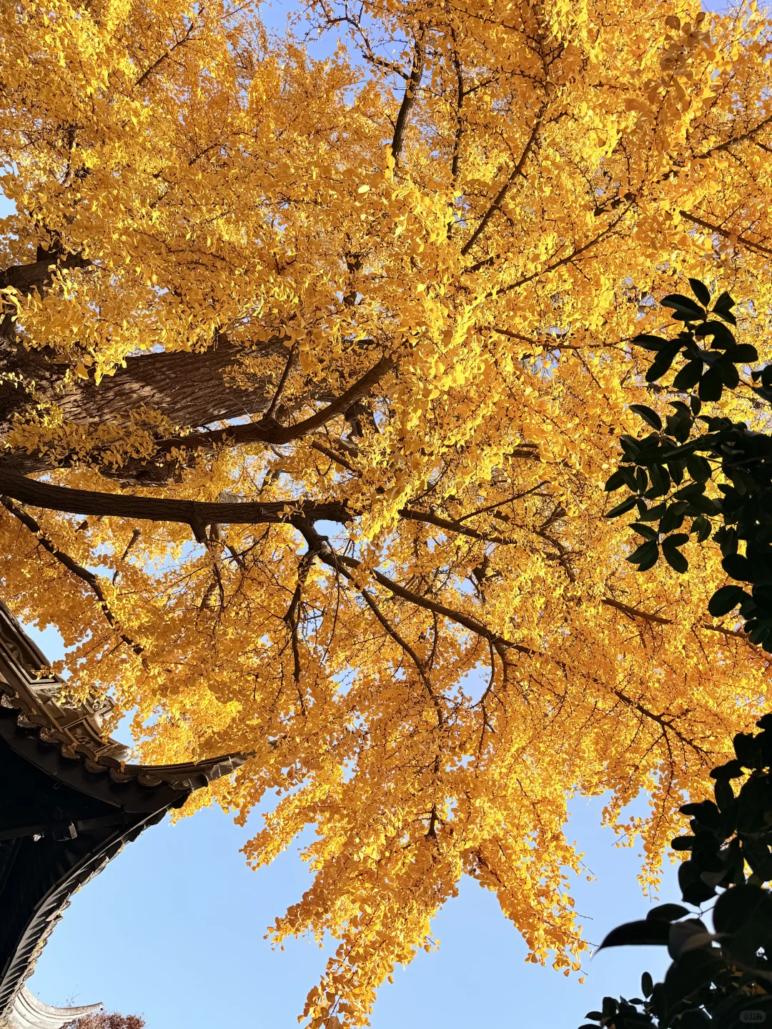 惠山古镇 寄畅园 银杏