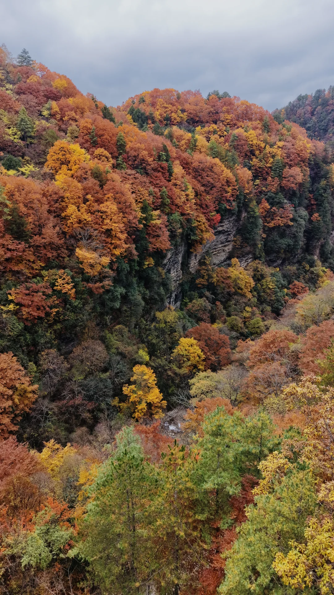 神仙视角下的黎坪秋色