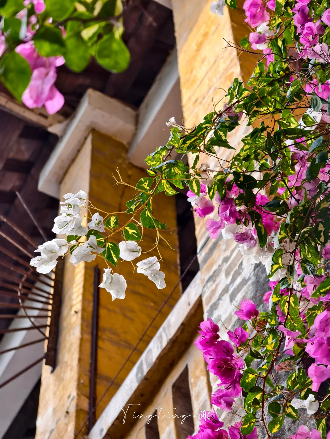 🌺花都开好了。