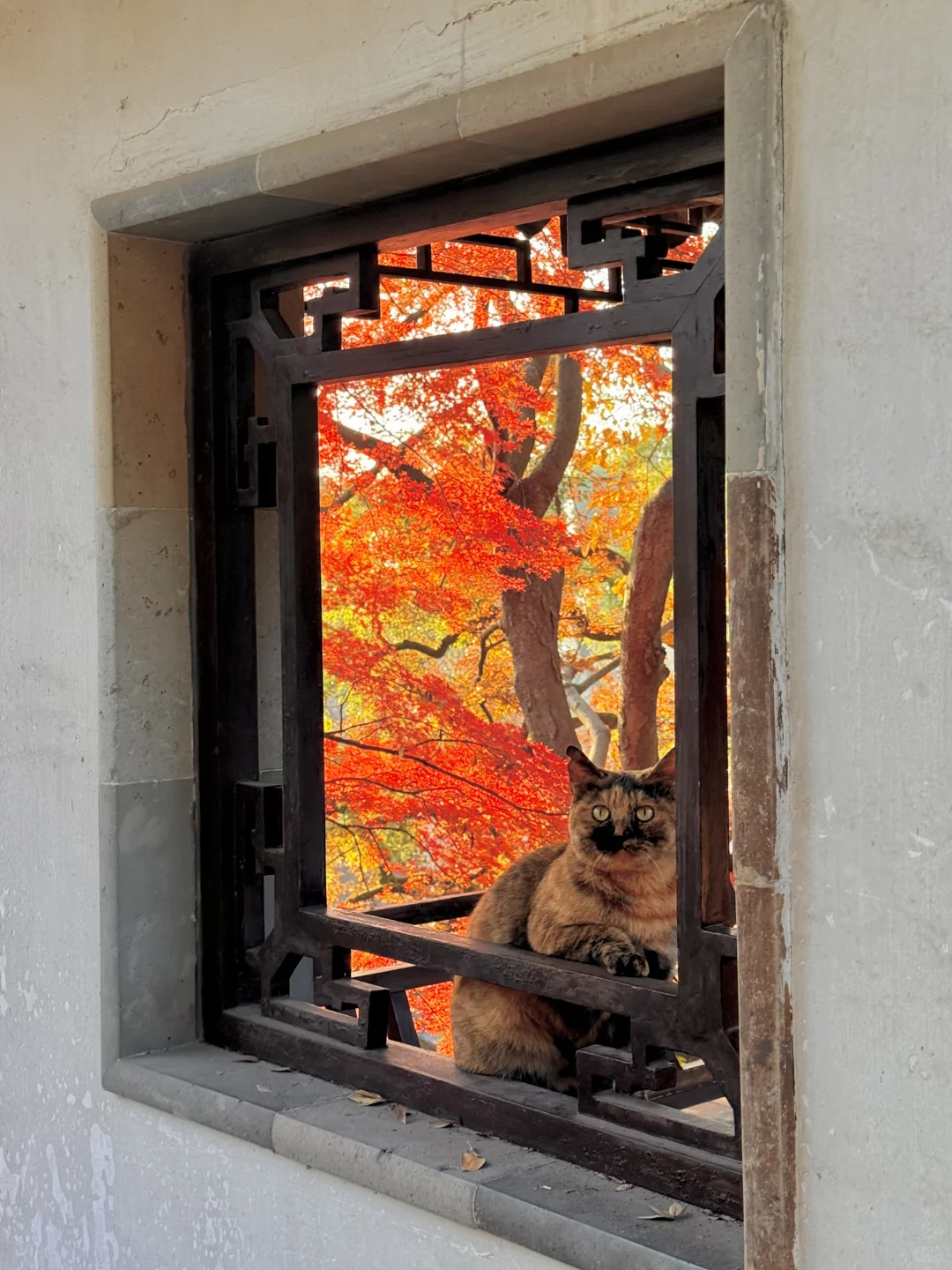 12.6实拍live🍁苏州虎丘红枫杀疯了!!!!!!!!