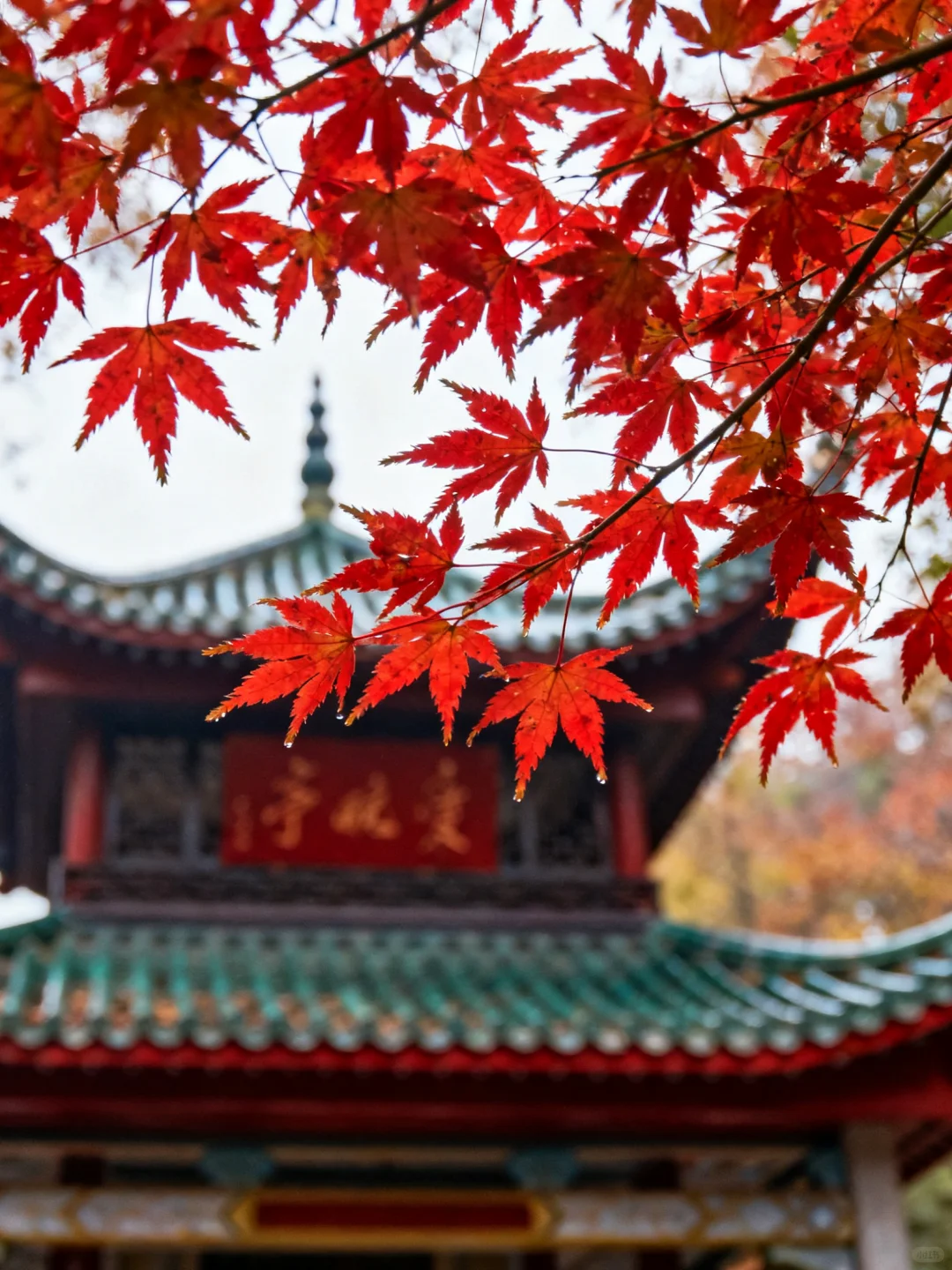 岳麓山的枫,是把杜牧的诗烧着了啊