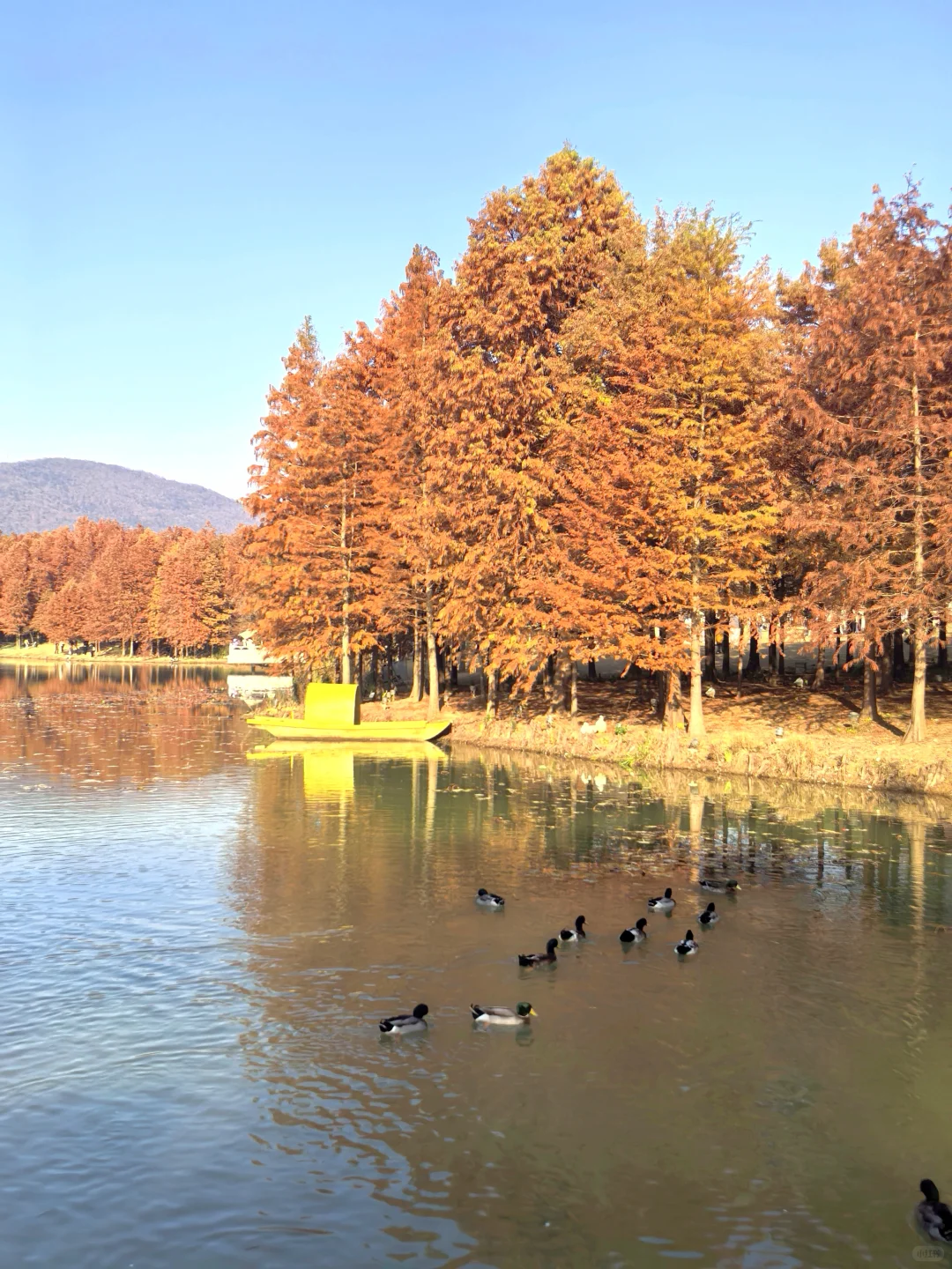燕雀湖|大自然的颜色