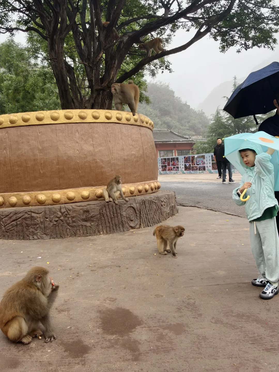 看猴去这个冷门景区就够啦！不用去峨眉山啦