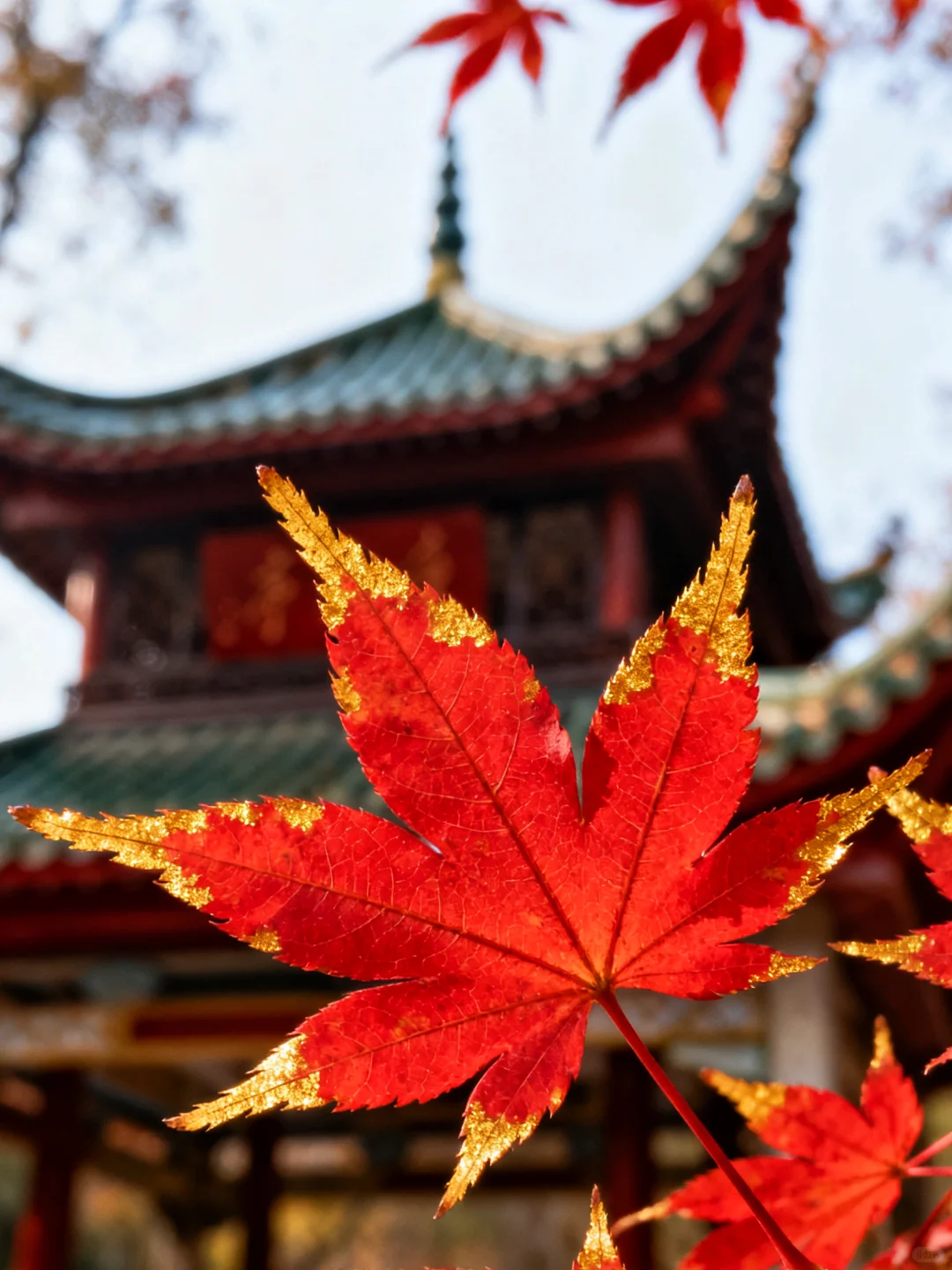 岳麓山的枫,是把杜牧的诗烧着了啊