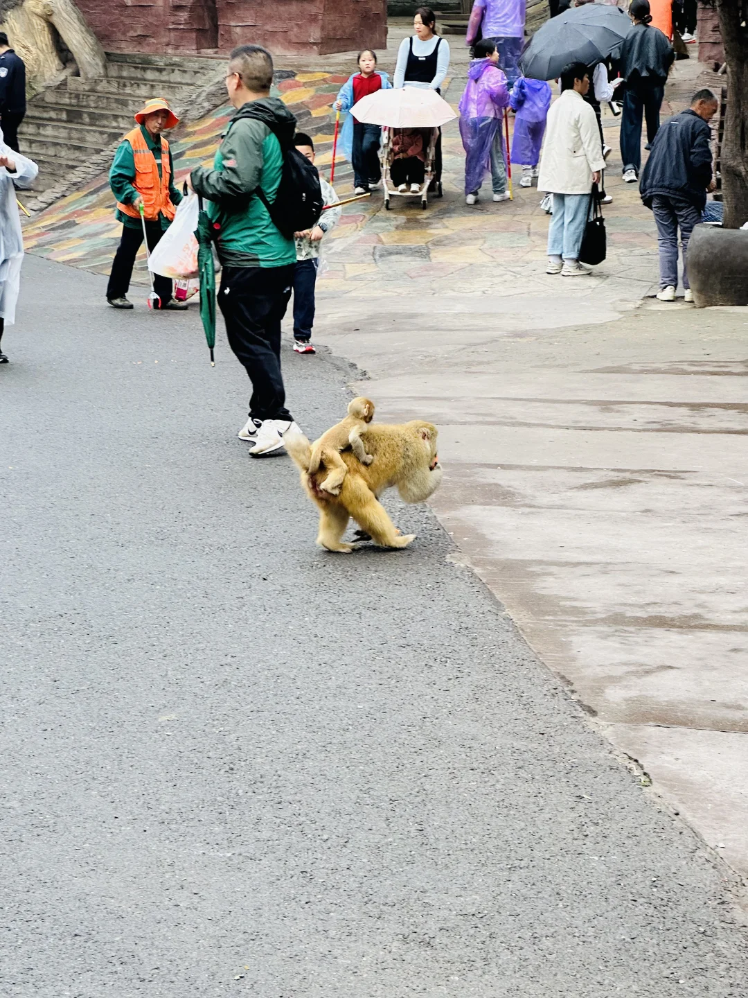 看猴去这个冷门景区就够啦！不用去峨眉山啦