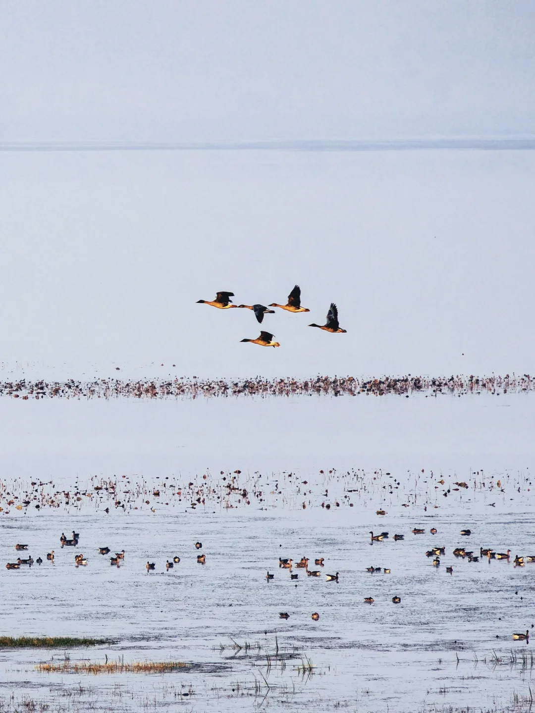 武汉出发2小时，我今年最偏爱的小镇出现了