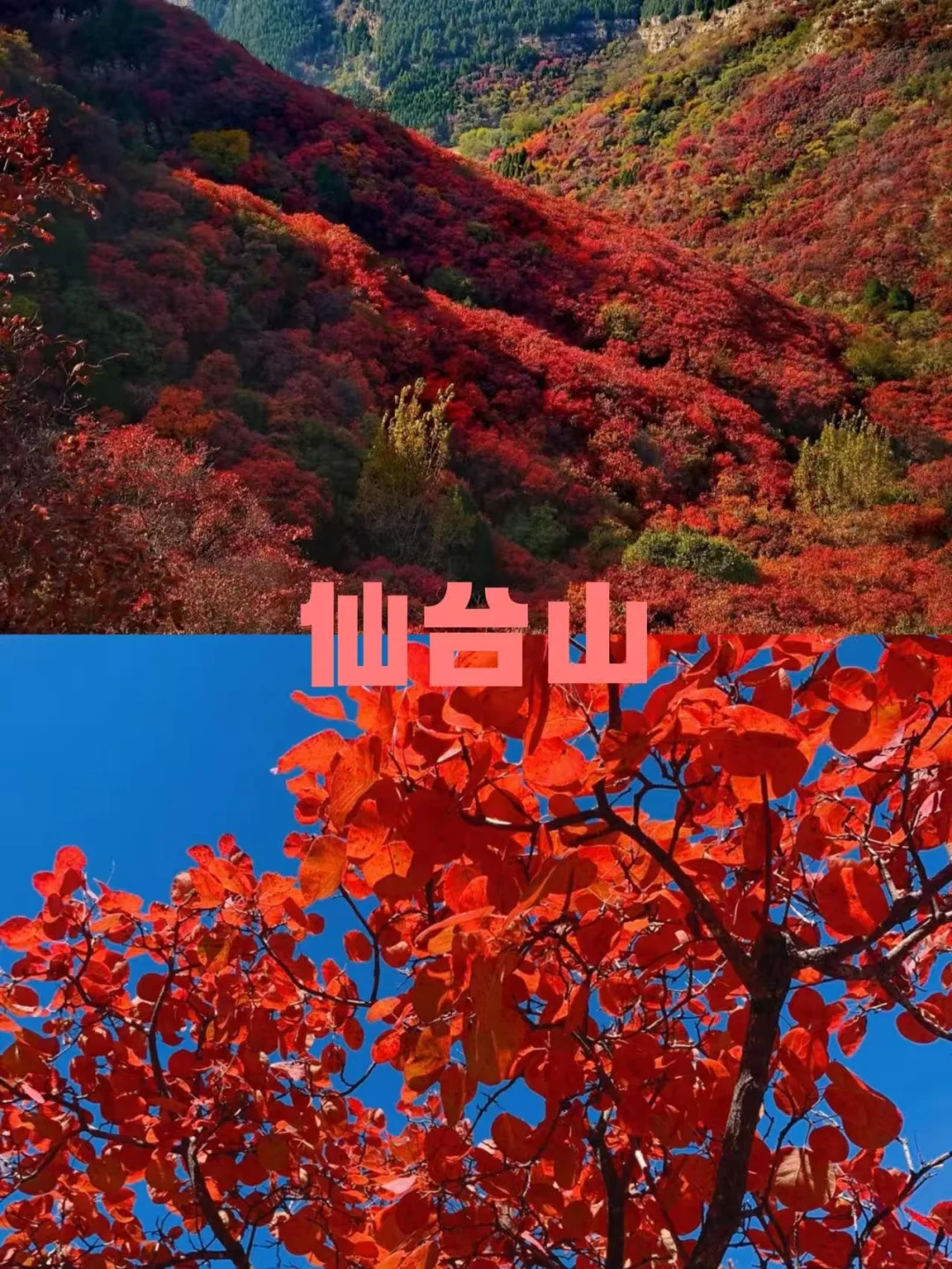 石家庄红叶天花板合集，收藏这篇就够了❗️