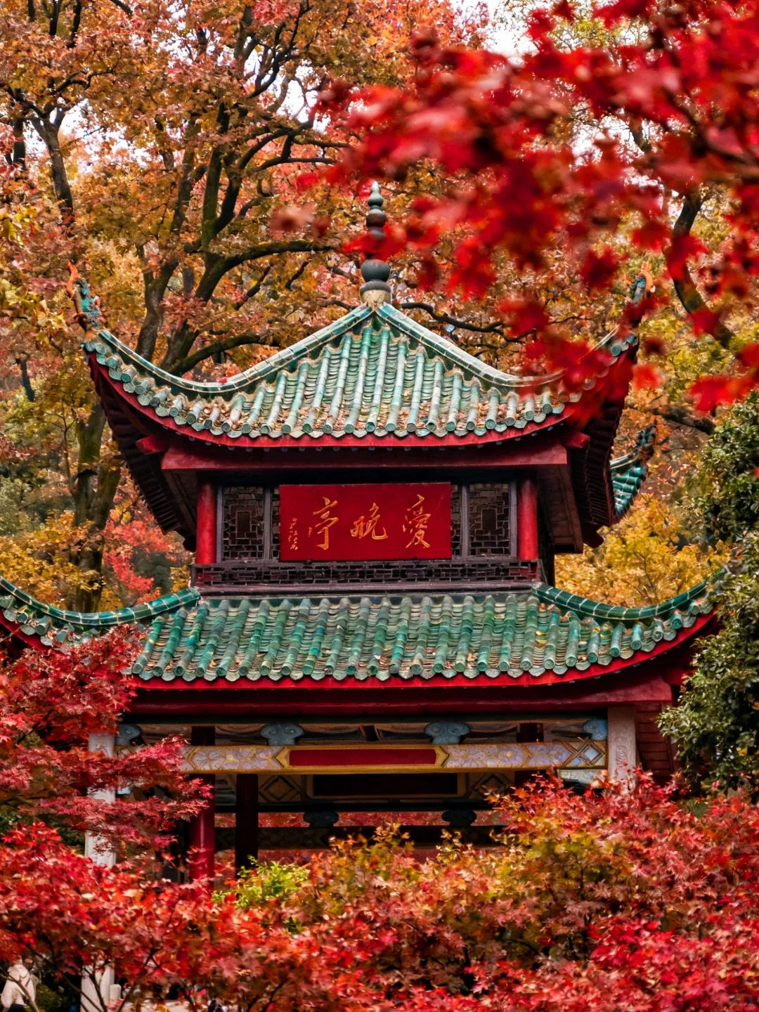 岳麓山的枫,是把杜牧的诗烧着了啊