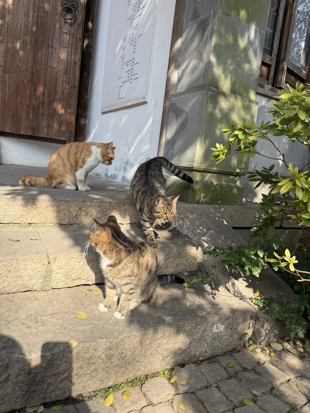 惠山古镇 寄畅园 银杏