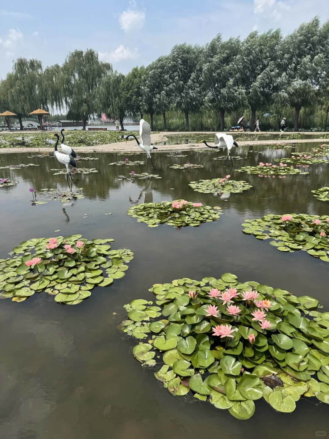 北国水乡🪷荷香苇荡织就的生态画卷