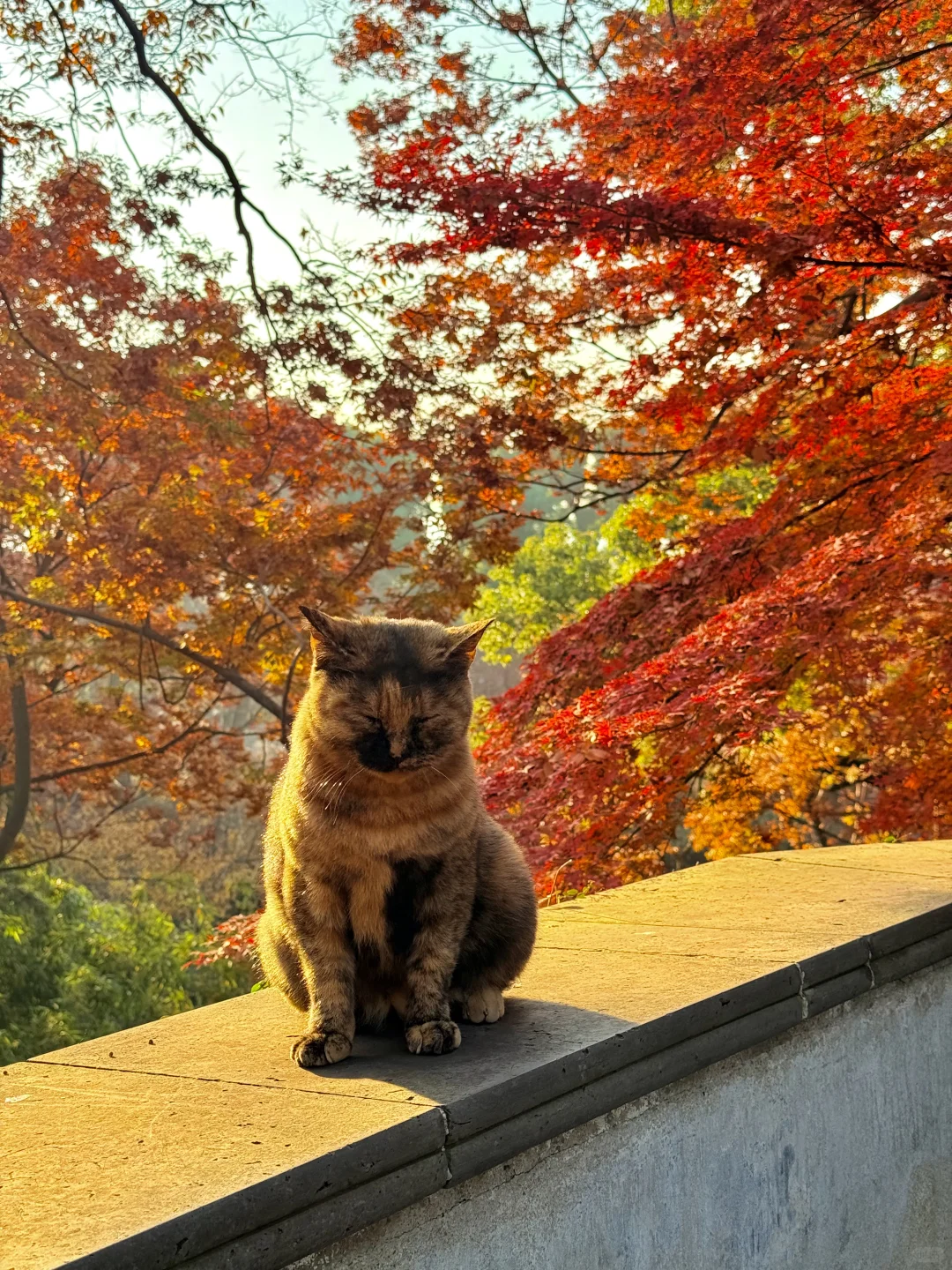 12.6实拍live🍁苏州虎丘红枫杀疯了！！！！！！！！