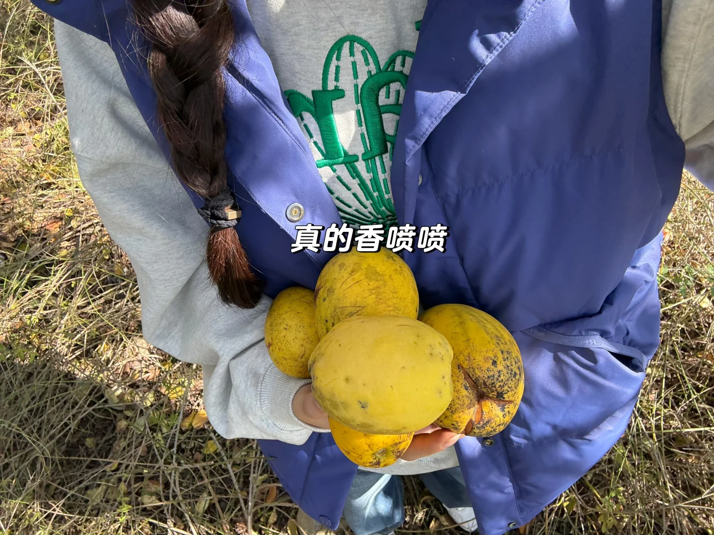 石家庄龙泉湖捡木瓜｜赏秋｜看我一篇就够啦