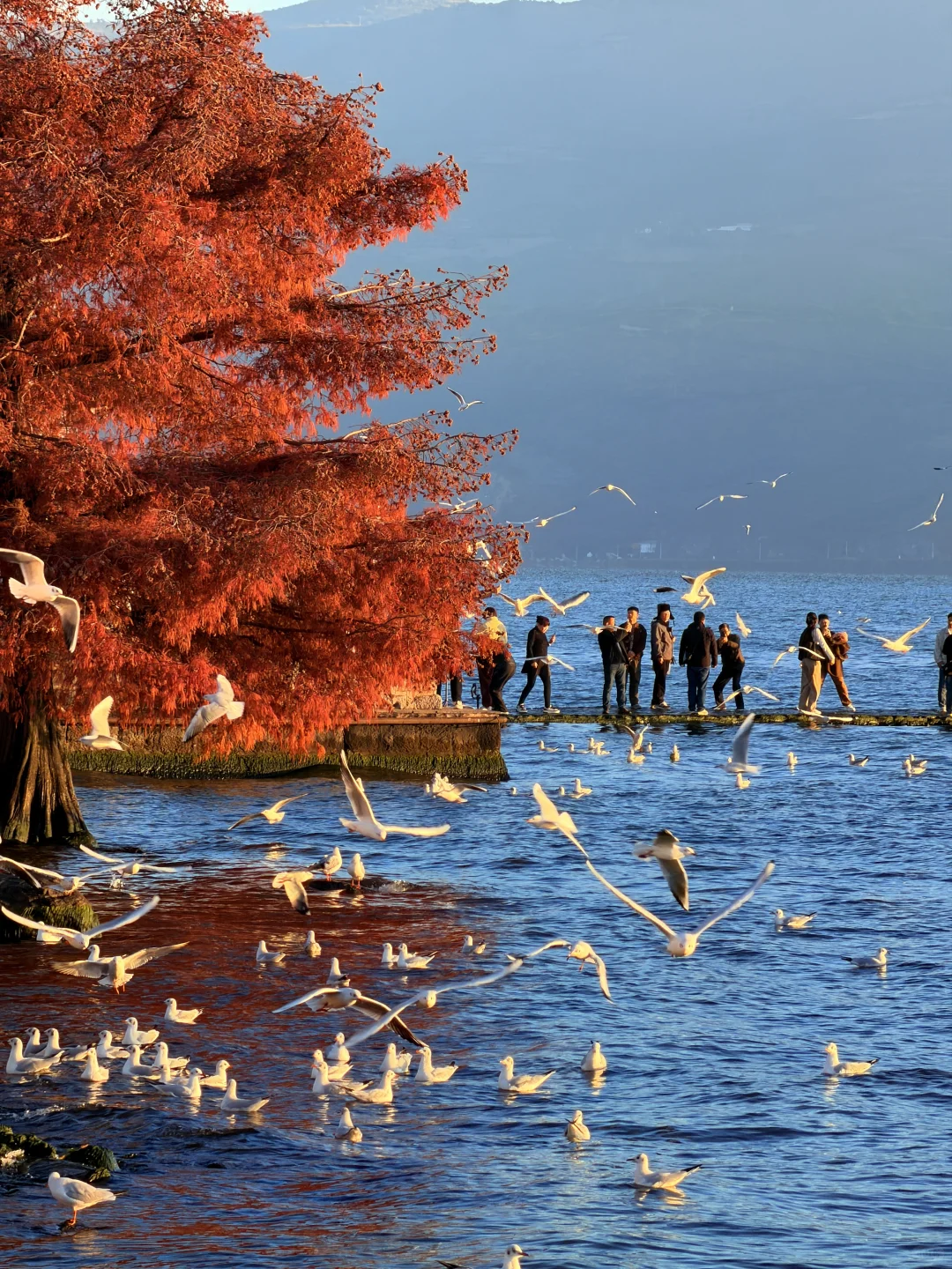 live实况🕊️今天的大理！！！杀疯了！！！！！！！！