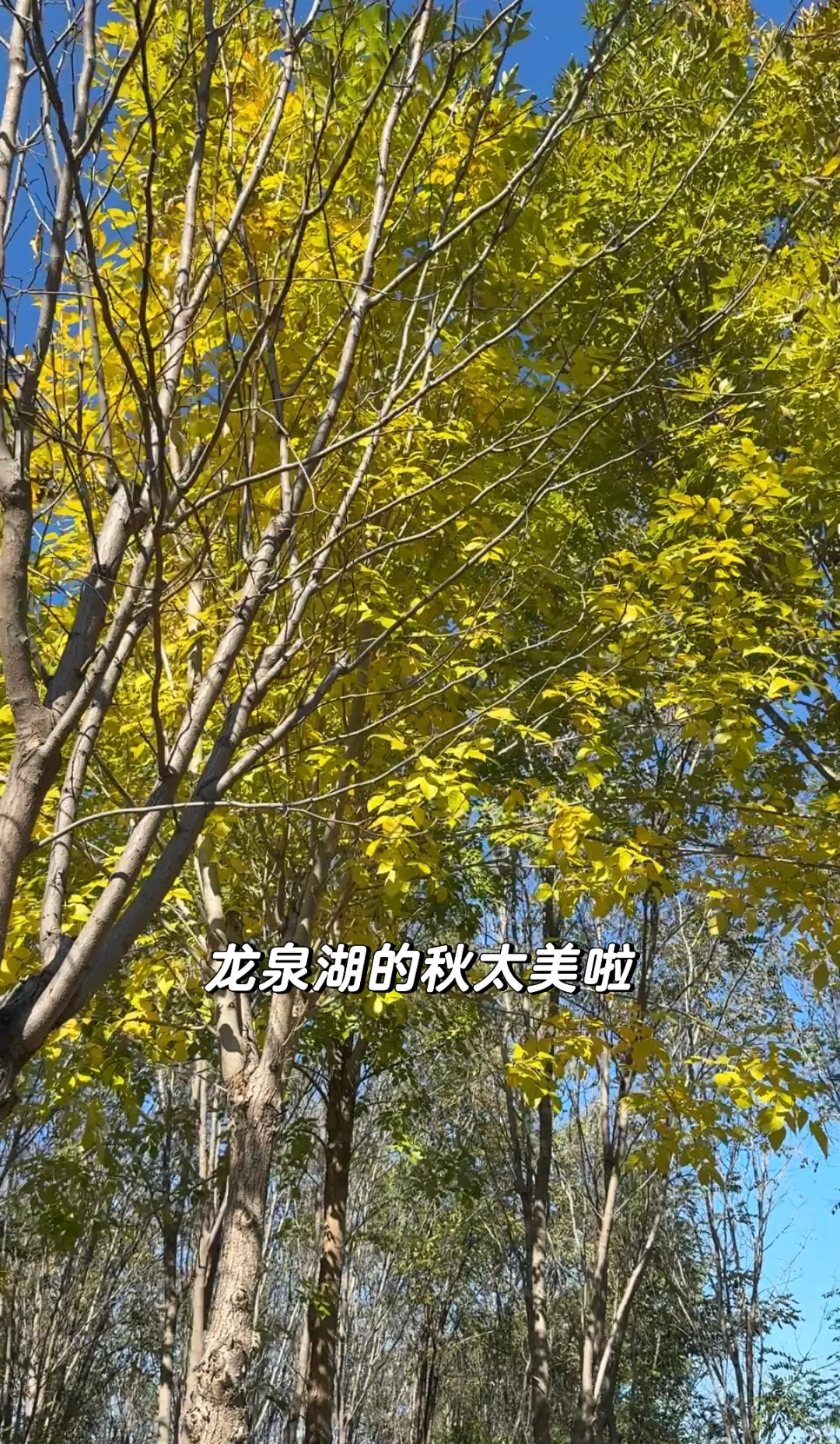 石家庄龙泉湖捡木瓜｜赏秋｜看我一篇就够啦