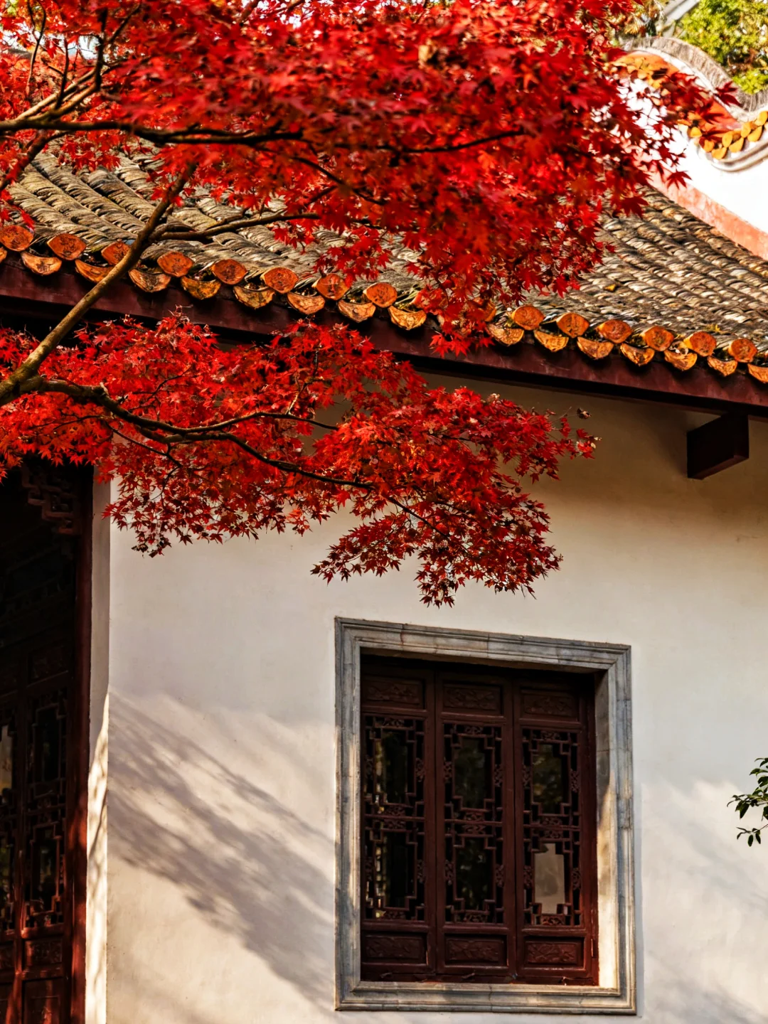 岳麓山的枫,是把杜牧的诗烧着了啊