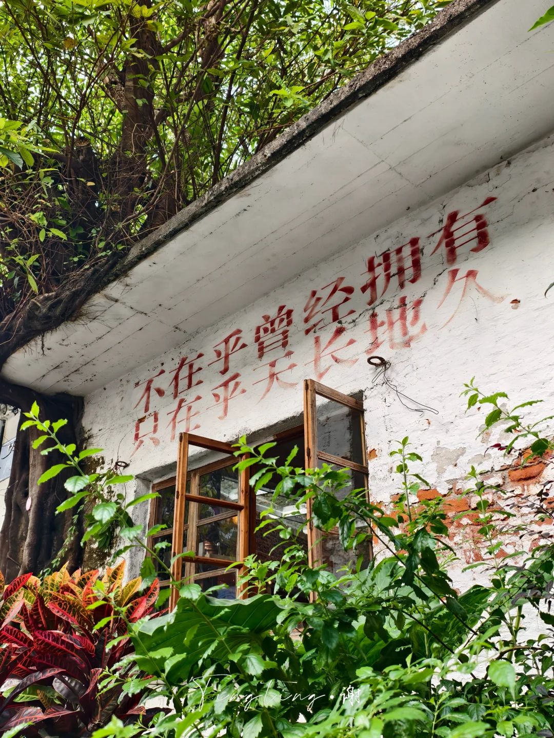 🌺花都开好了。