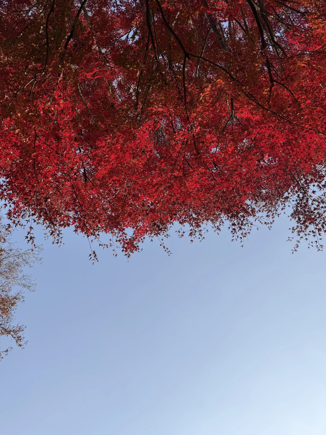 惠山古镇 寄畅园 银杏