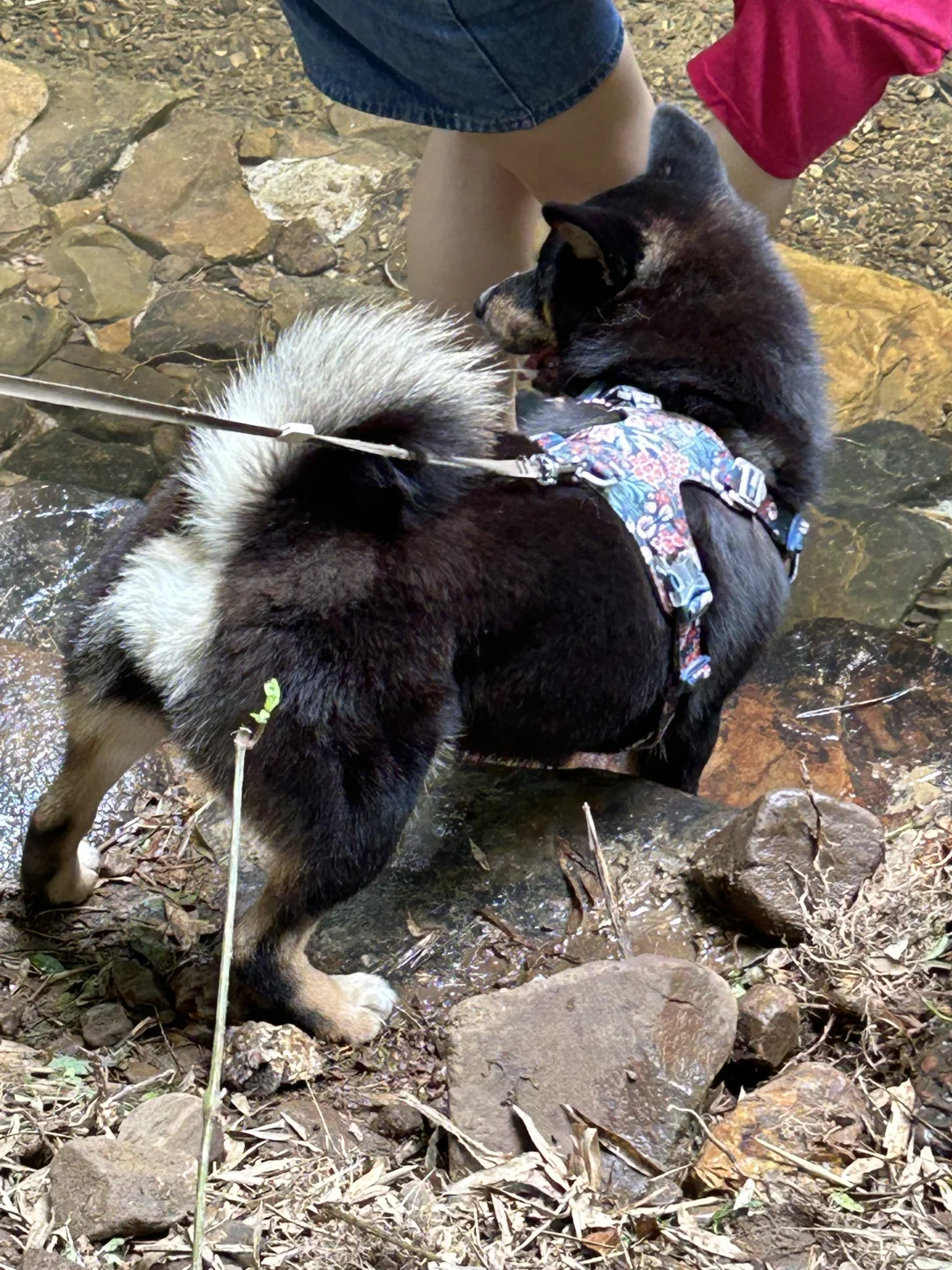 狗狗友好景区嘿嘿嘿